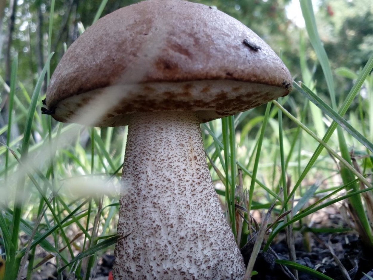 Надосинови ки» и «надберёзовики».