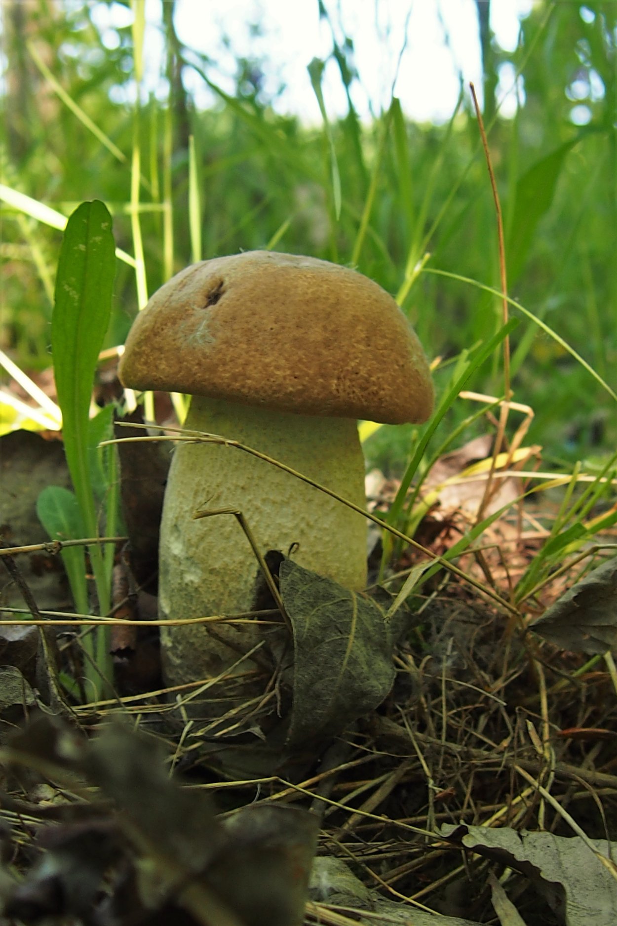 Подберезовик с толстой ножкой