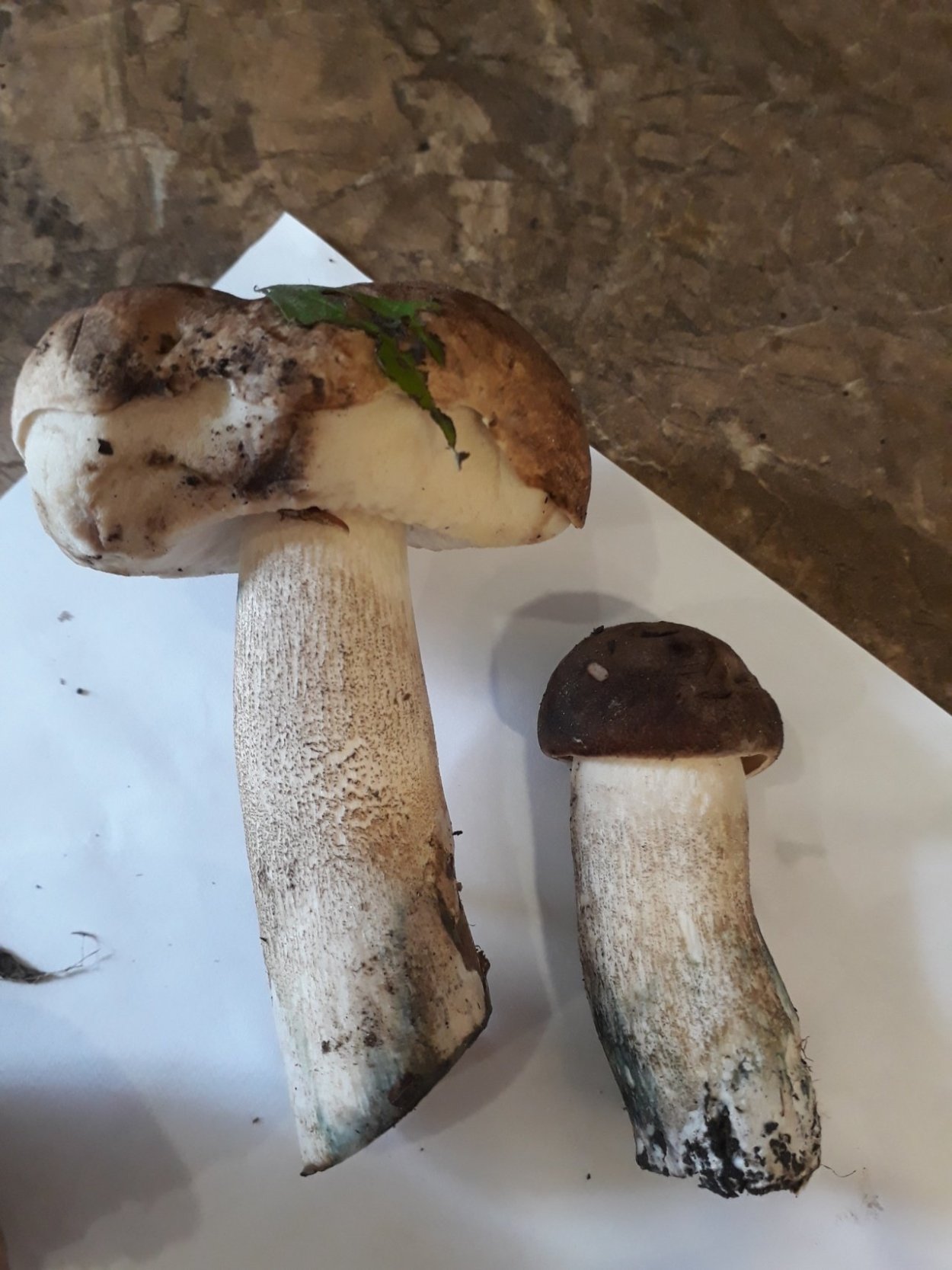 Подберёзовик жестковатый