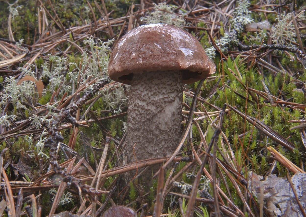 Грибы белые и подберезовики к чему снятся