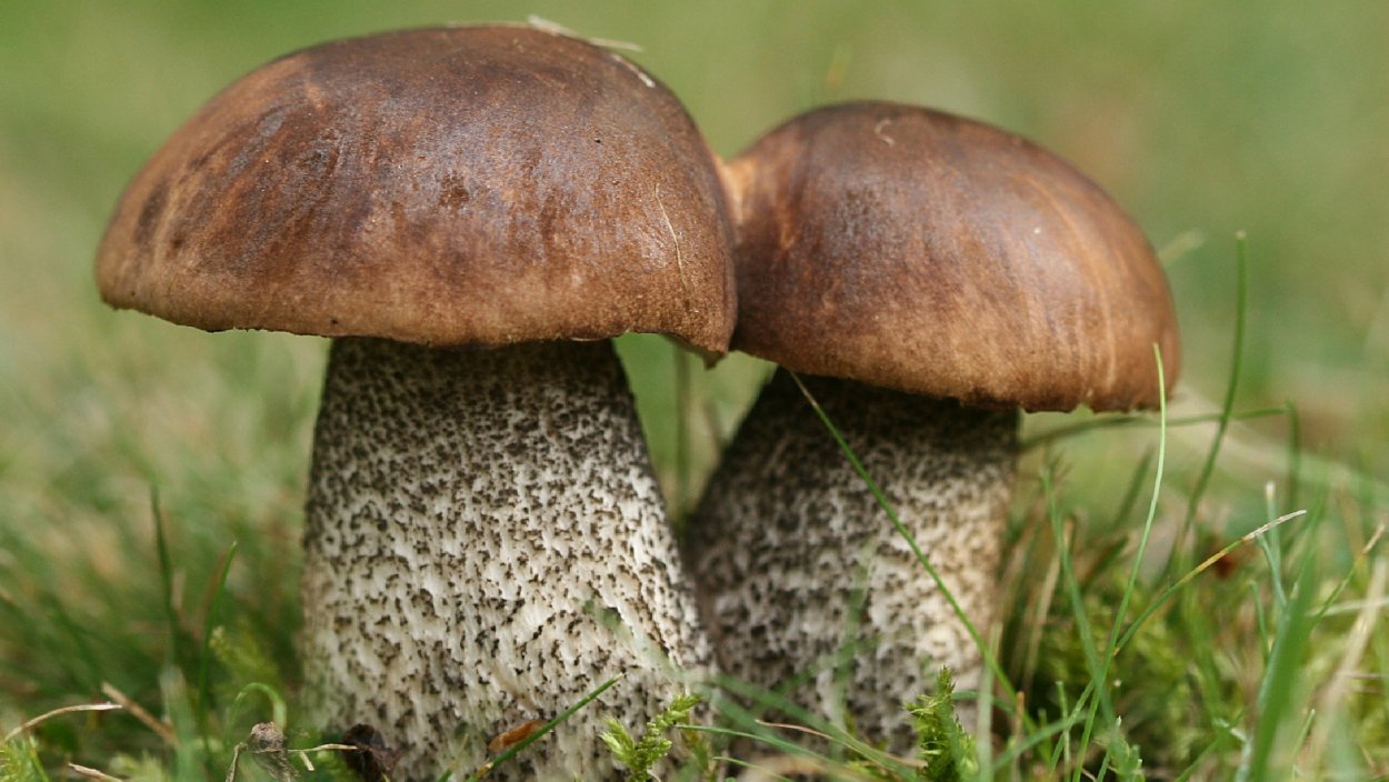 Подберезовик гриб