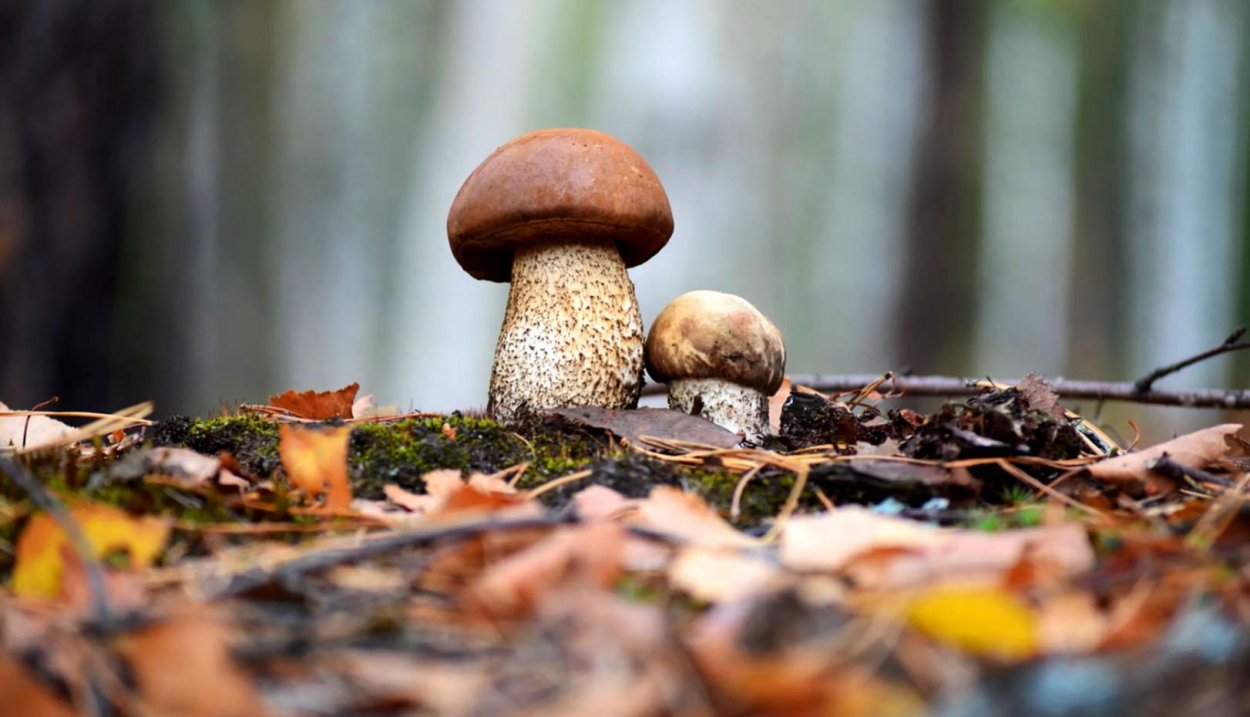 Leccinum variicolor