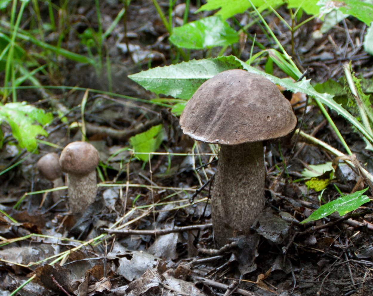 Подберёзовик подберёзовик белый