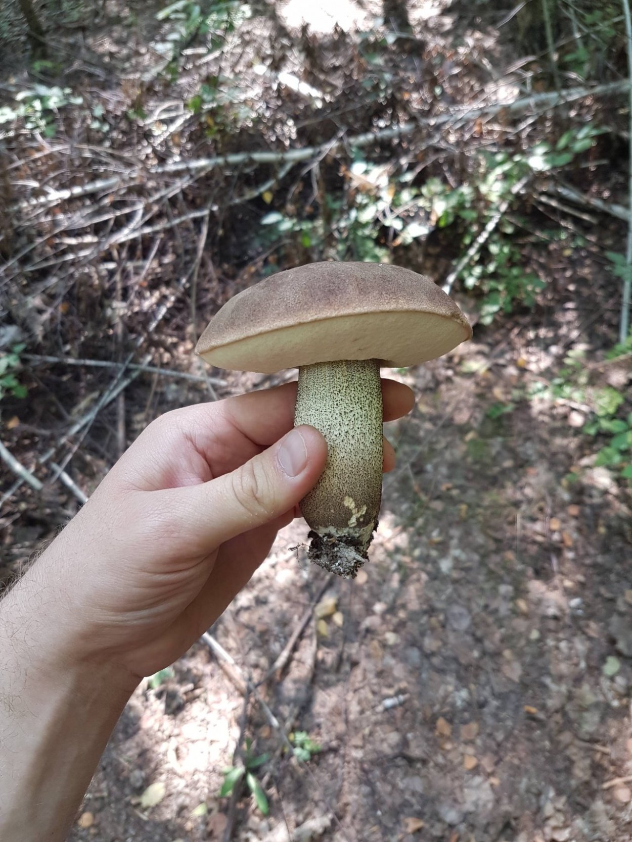 Подберезовик твердоватый