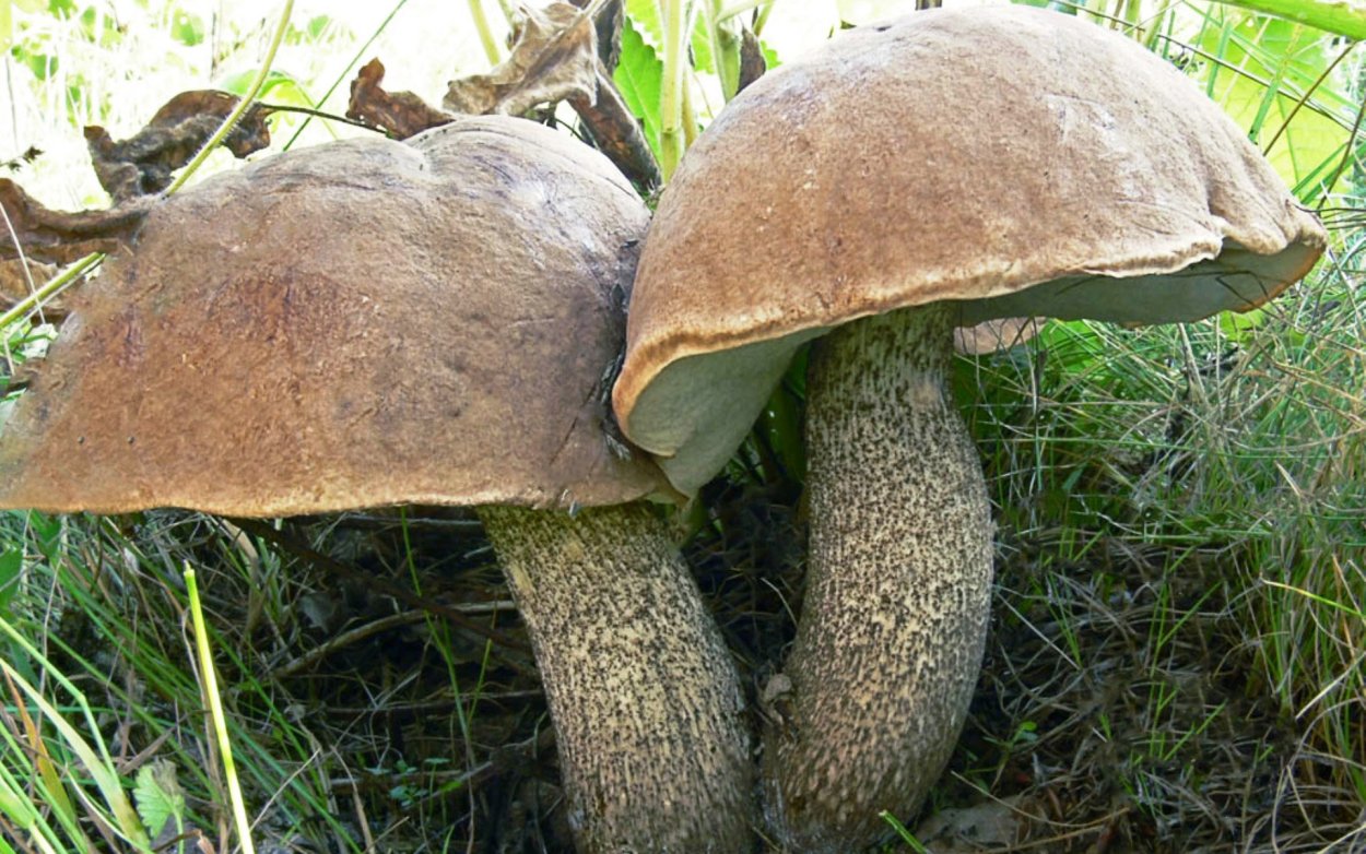 Leccinum vulpinum