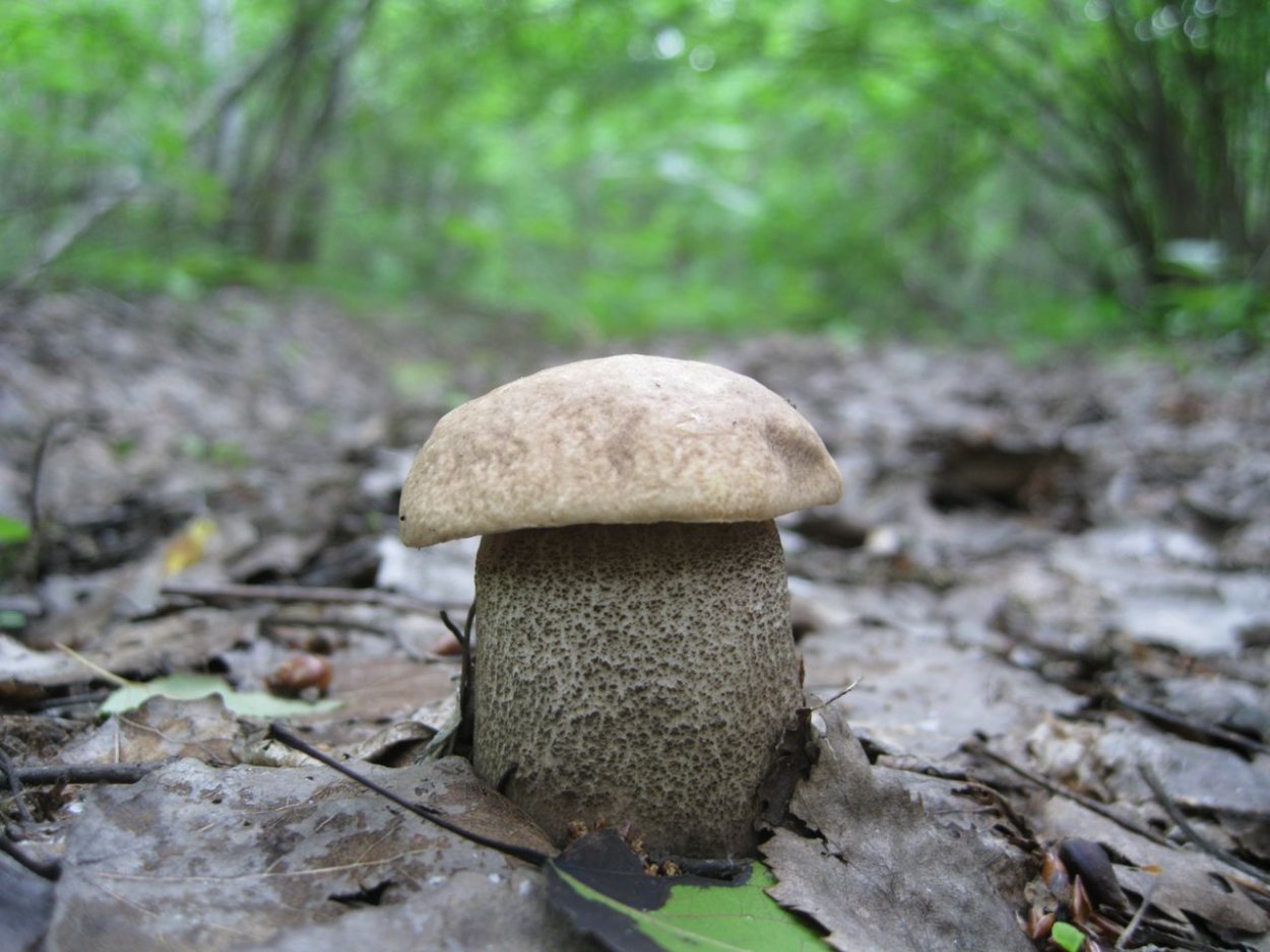 Жилище подберезовиков