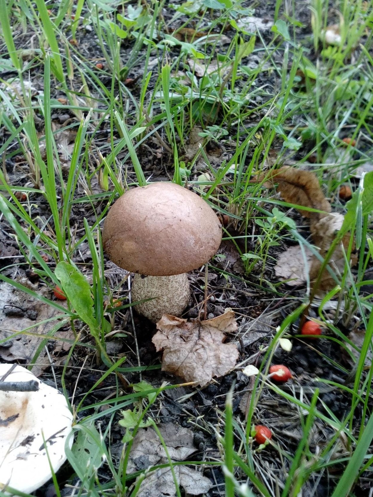 Черный подосиновик гриб