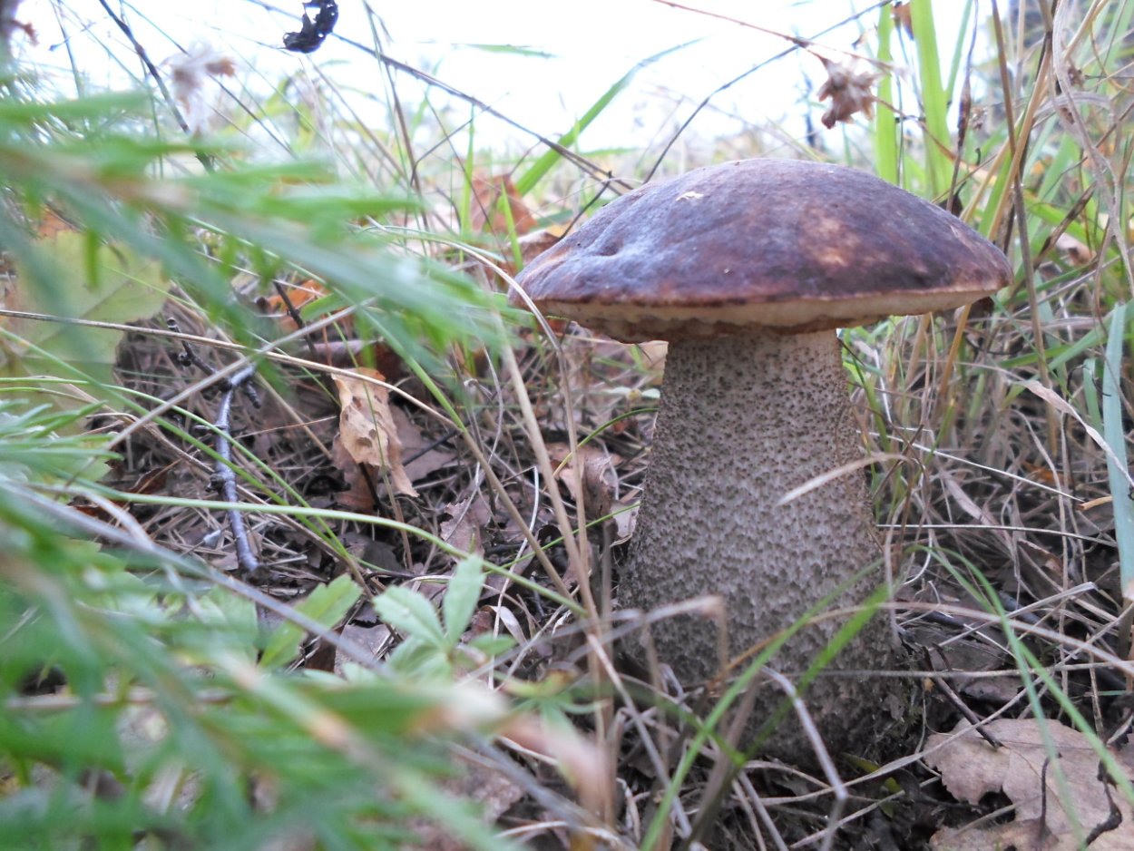 Подберёзовик обыкновенный