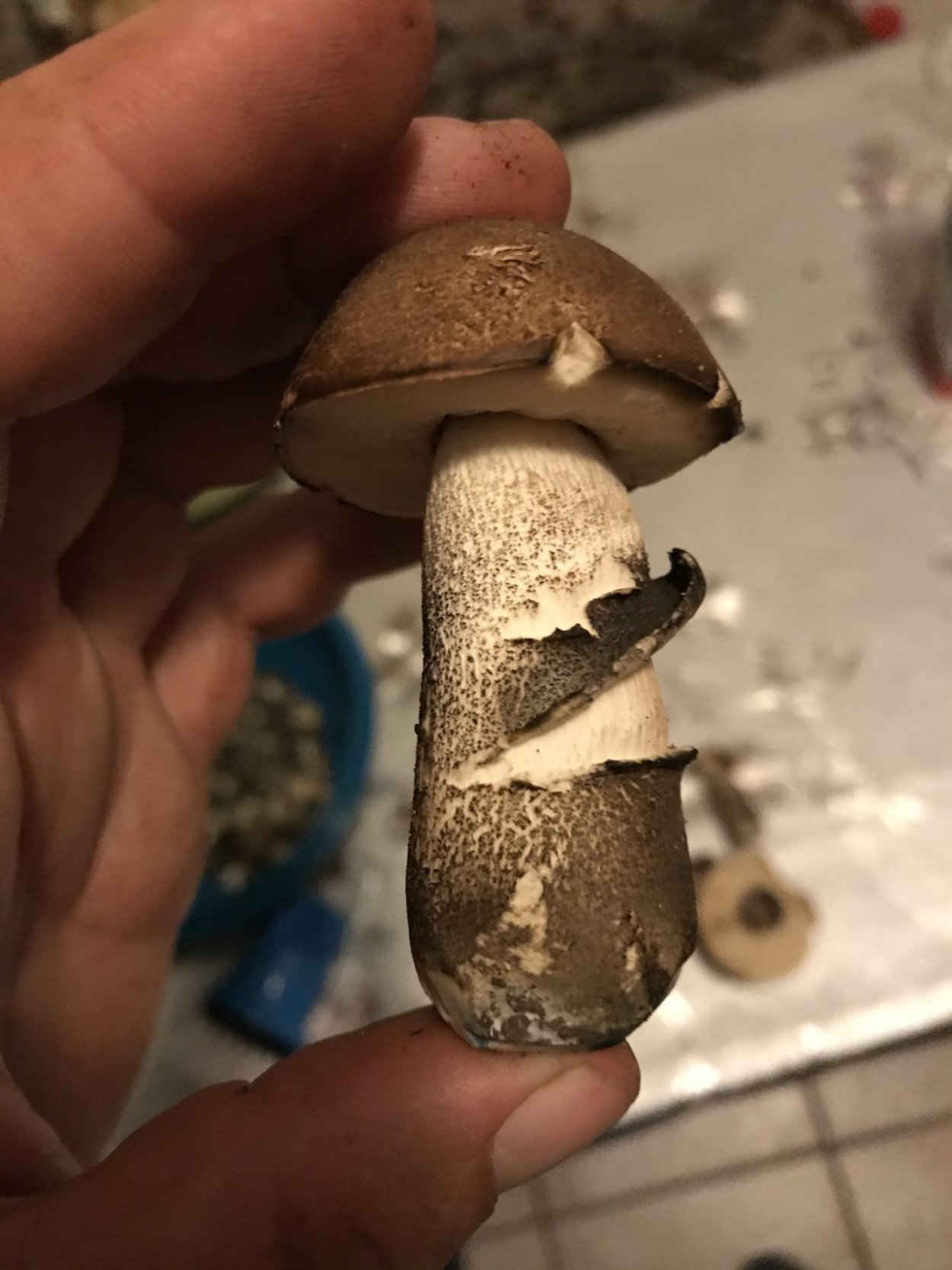 Обабок твердоватый гриб