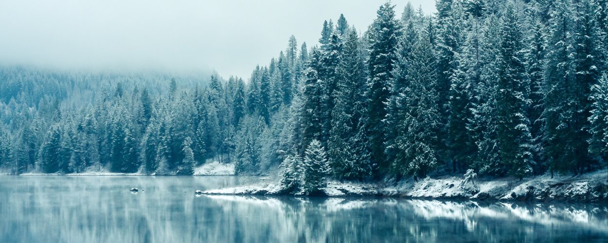 Елка в зимнем лесу