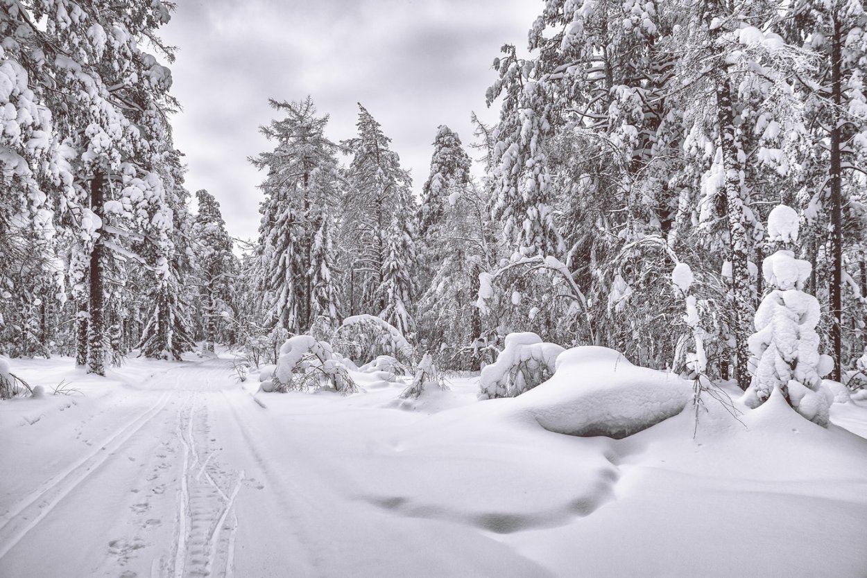 Снежный лес ночью