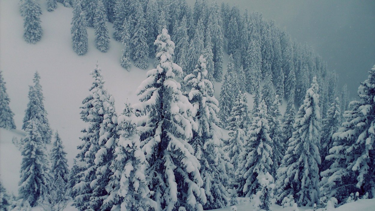 Заснеженный еловый лес