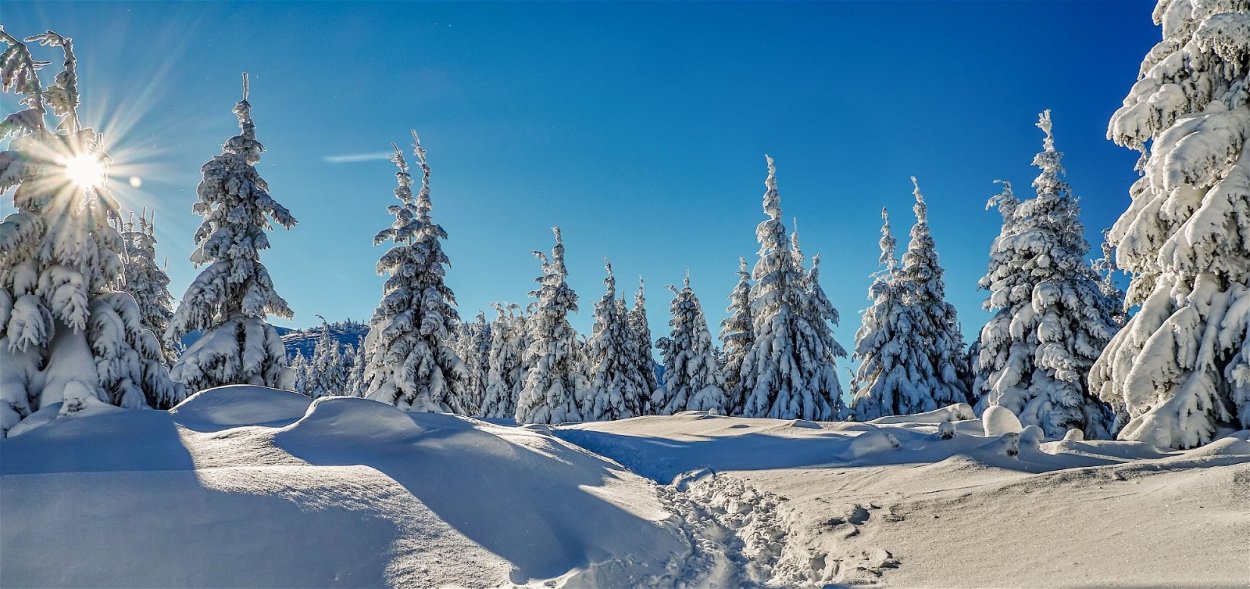 Зима в лесу