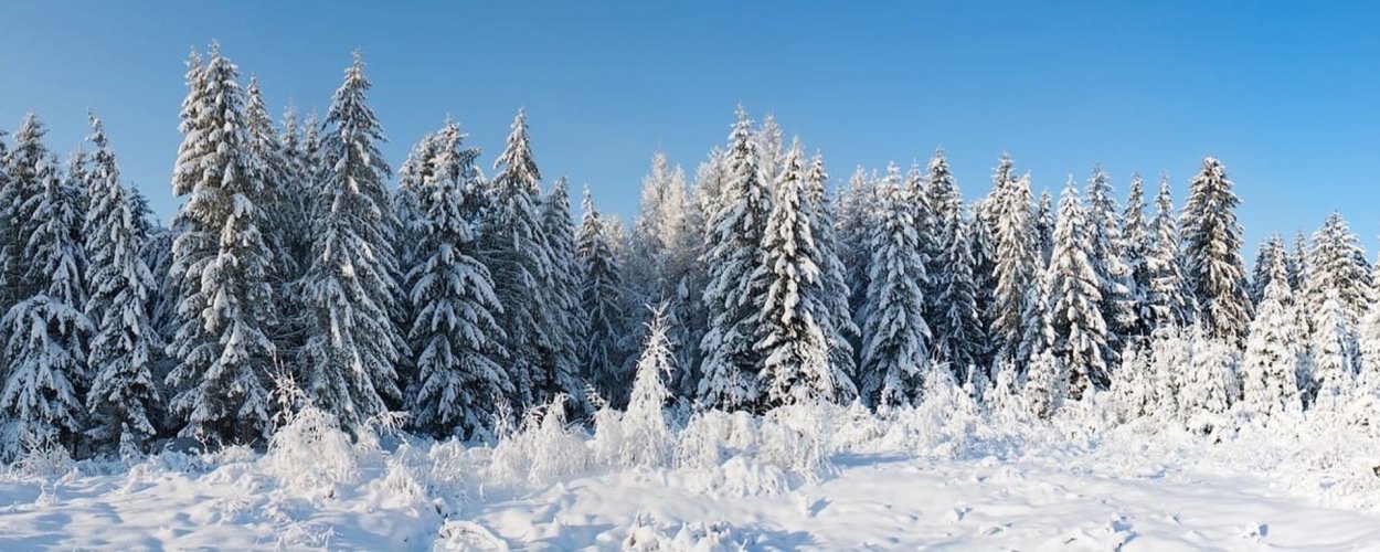 Панорама зимнего леса