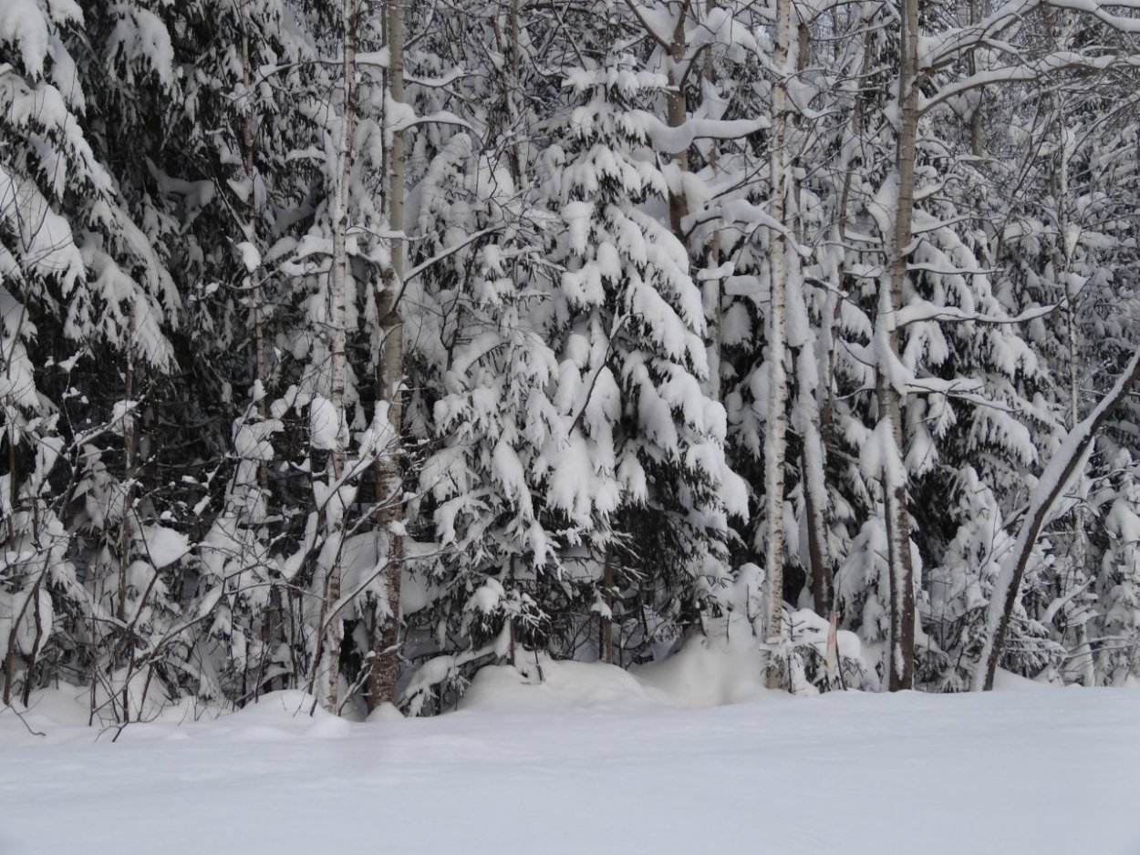 Ваншенкин зимний лес