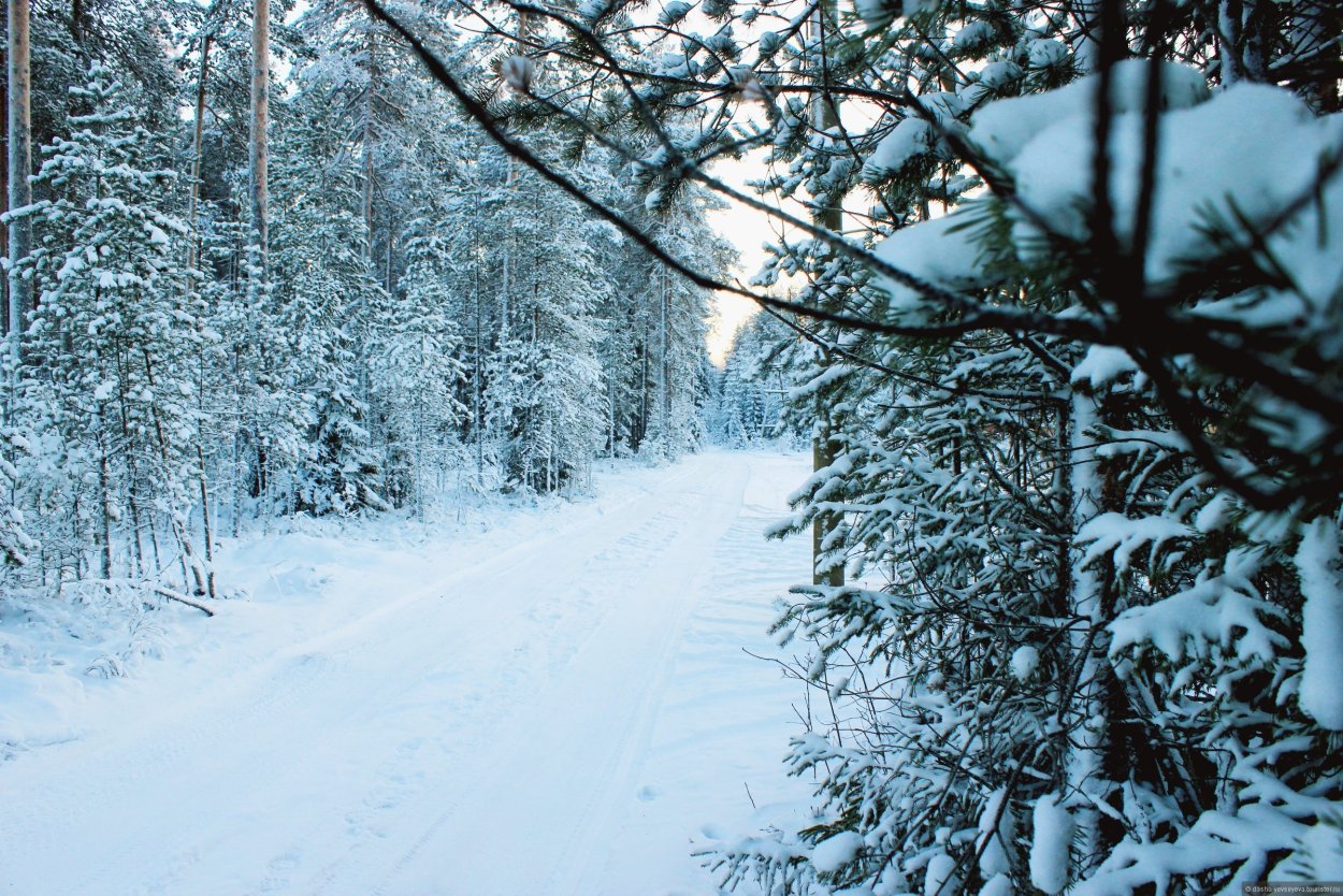 Зимний лес вблизи