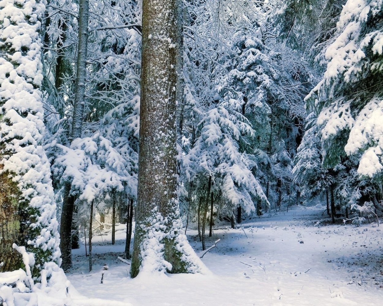 Тропинка в зимнем лесу