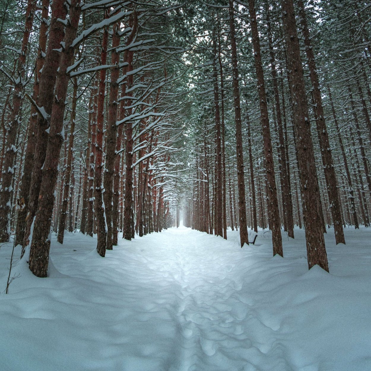 Красивая Лесная елка