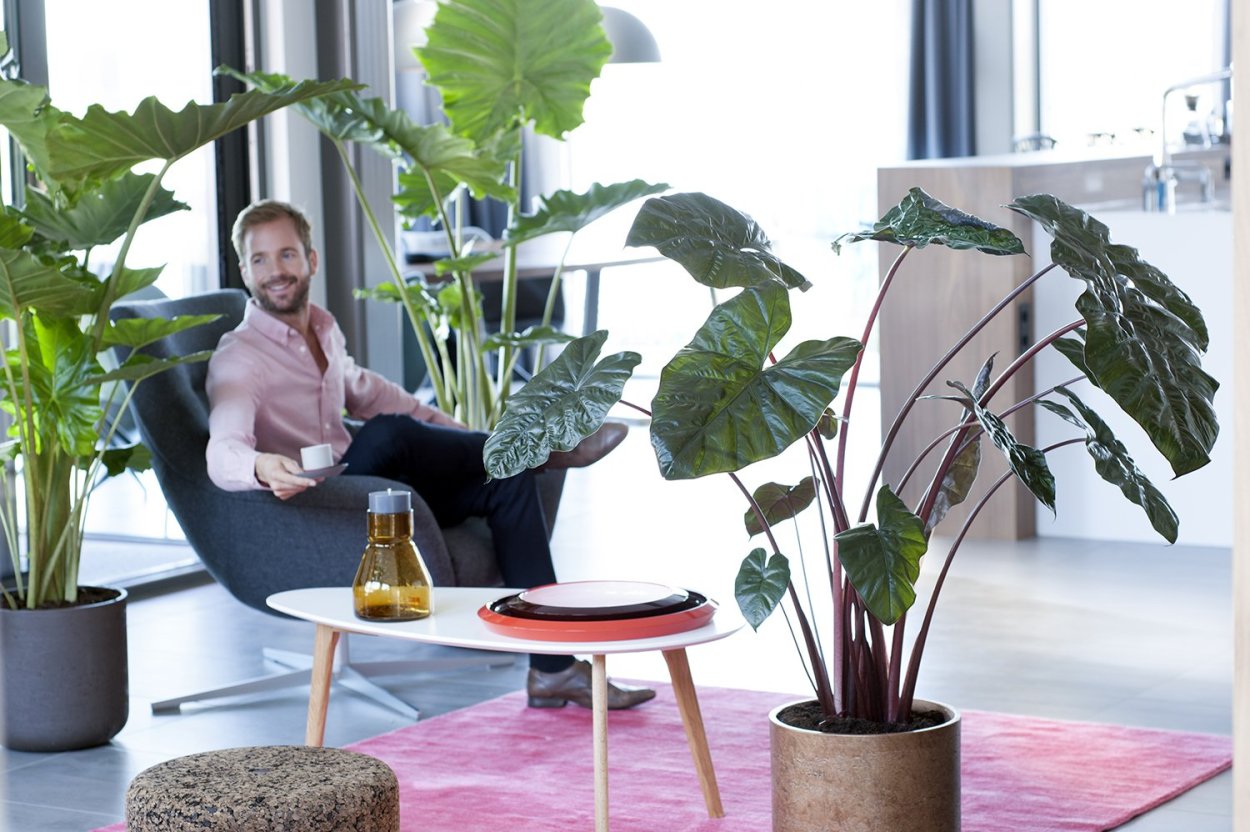 Houseplant Myst 100мл