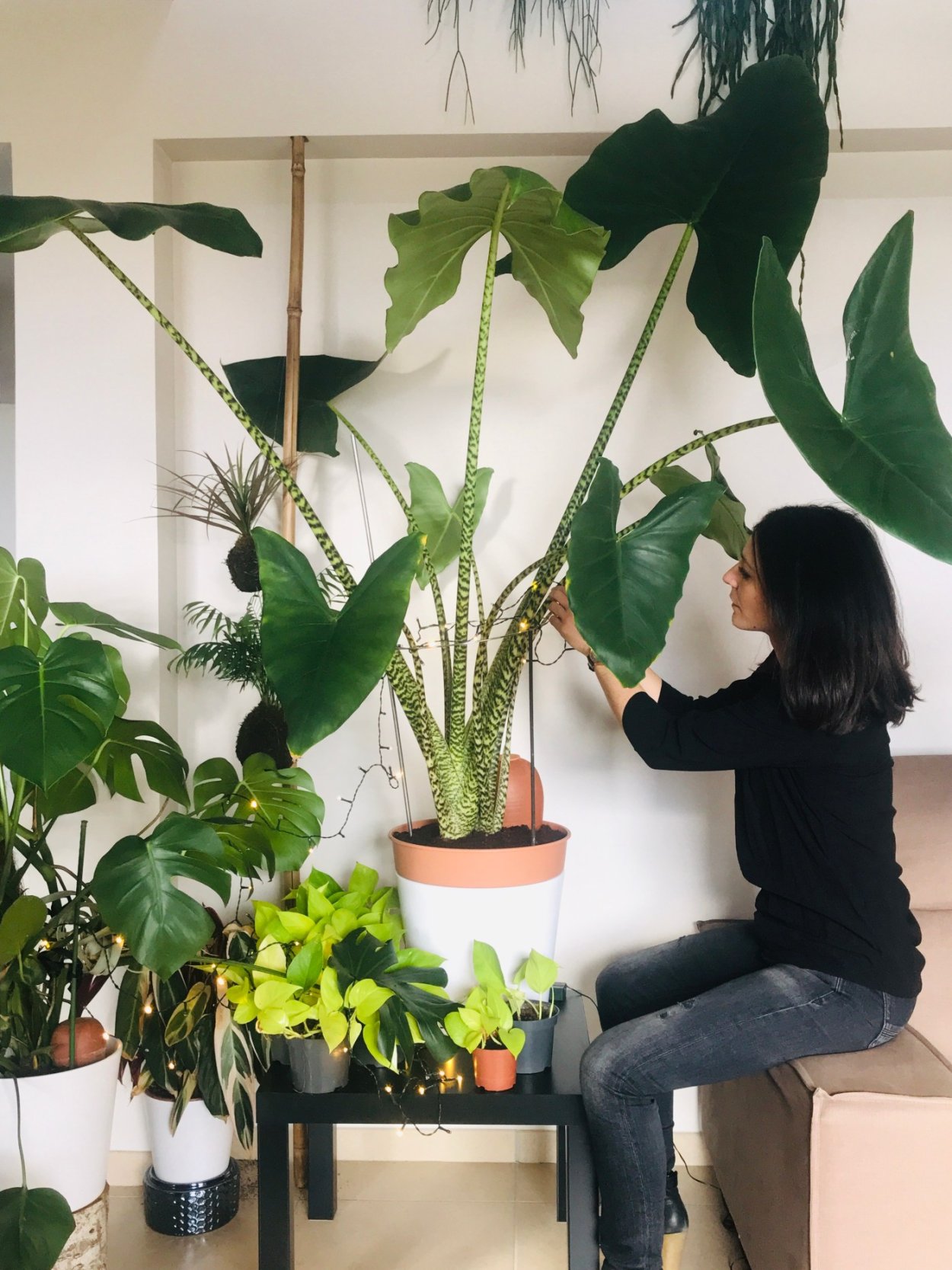 Алоказия в горшке