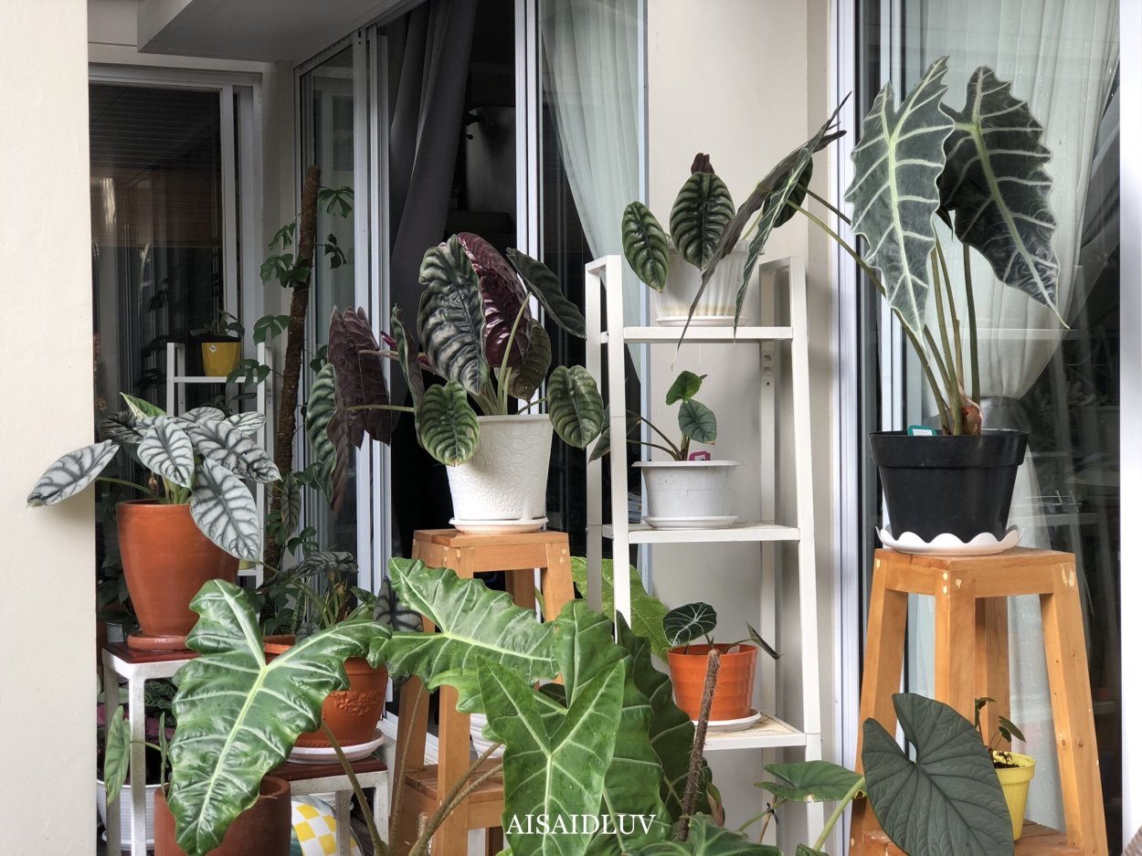 Филодендрон зебрина