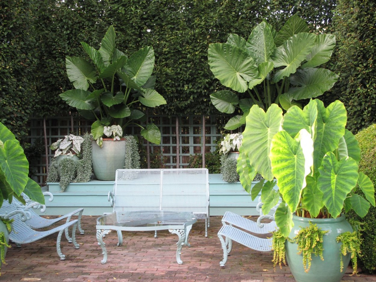 Колоказия houseplants