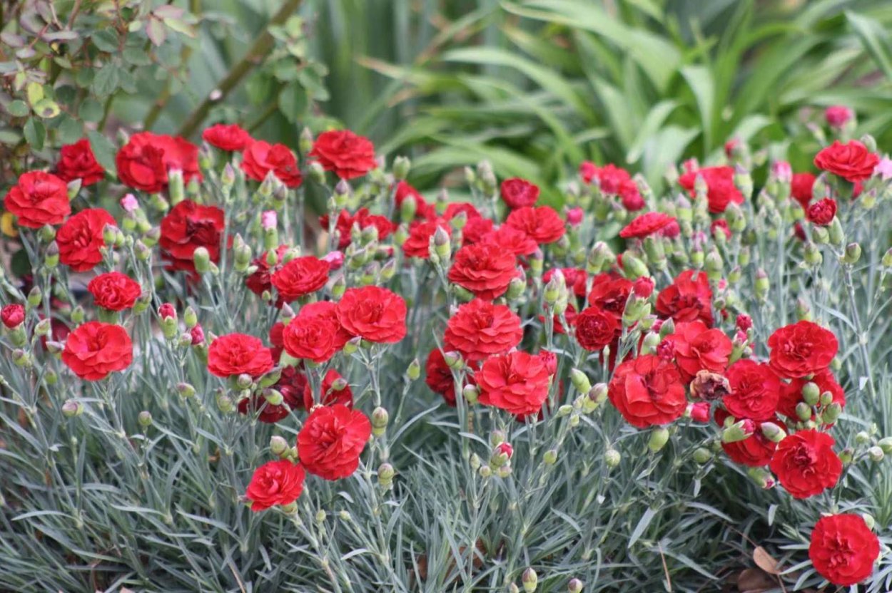 Гвоздика Шабо многолетняя