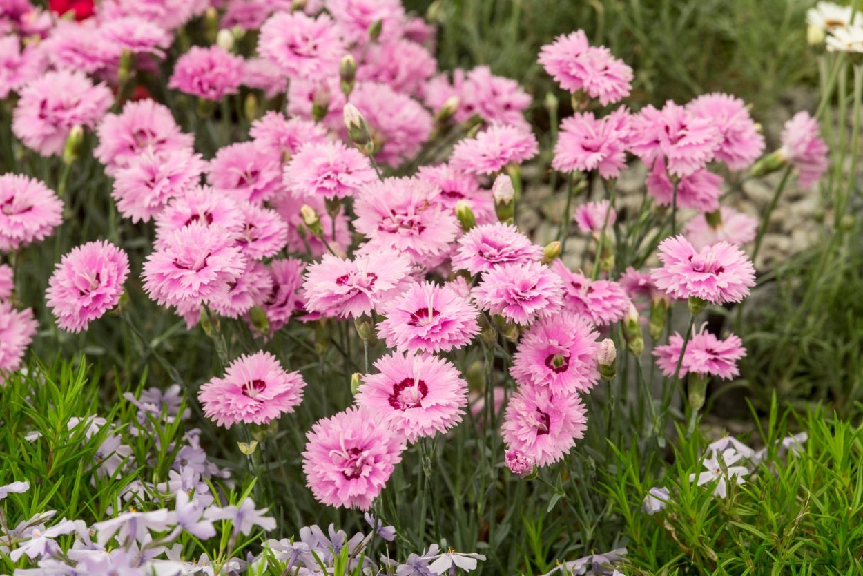 Гвоздика травянка (Dianthus deltoides)