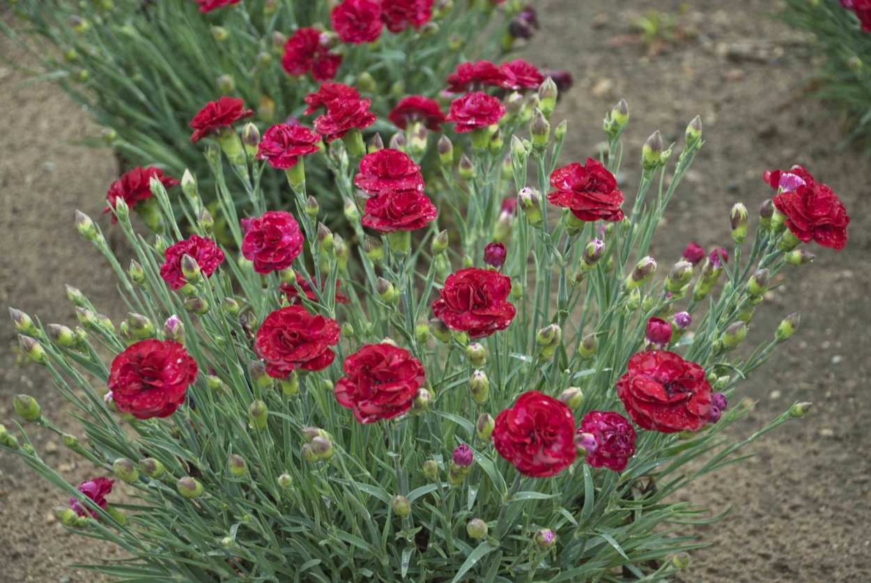 Гвоздика Садовая Шабо