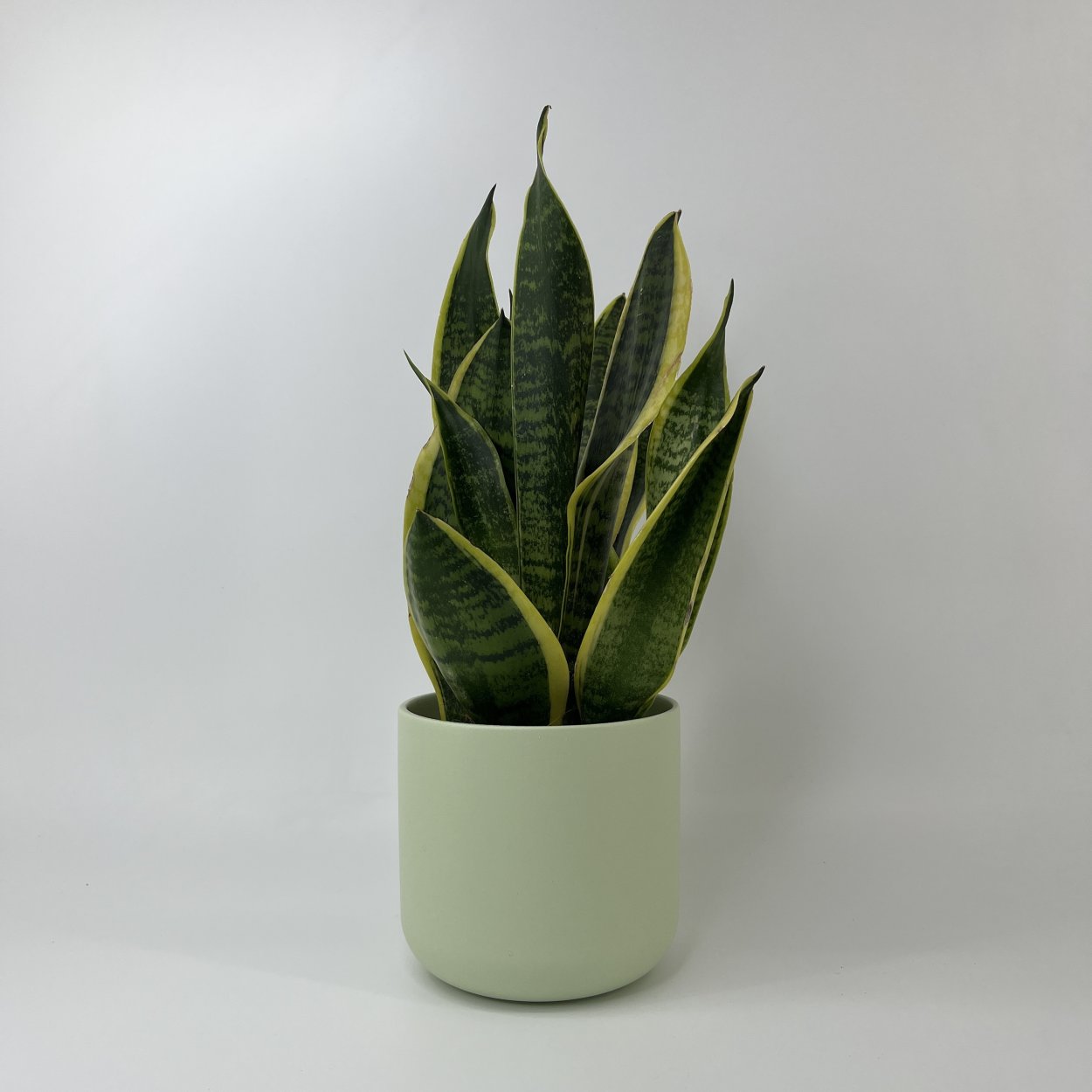 Сансевиерия Лауренти Футура