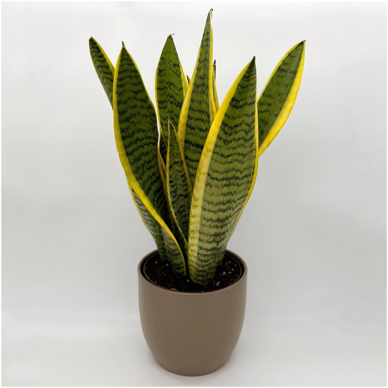 Сансевиерия Хорвуд