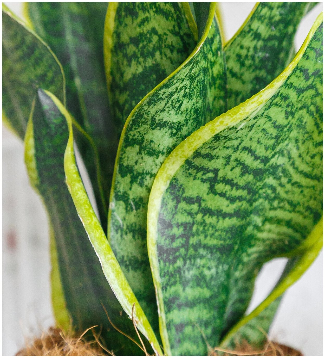 Сансевиерия Лаврентия