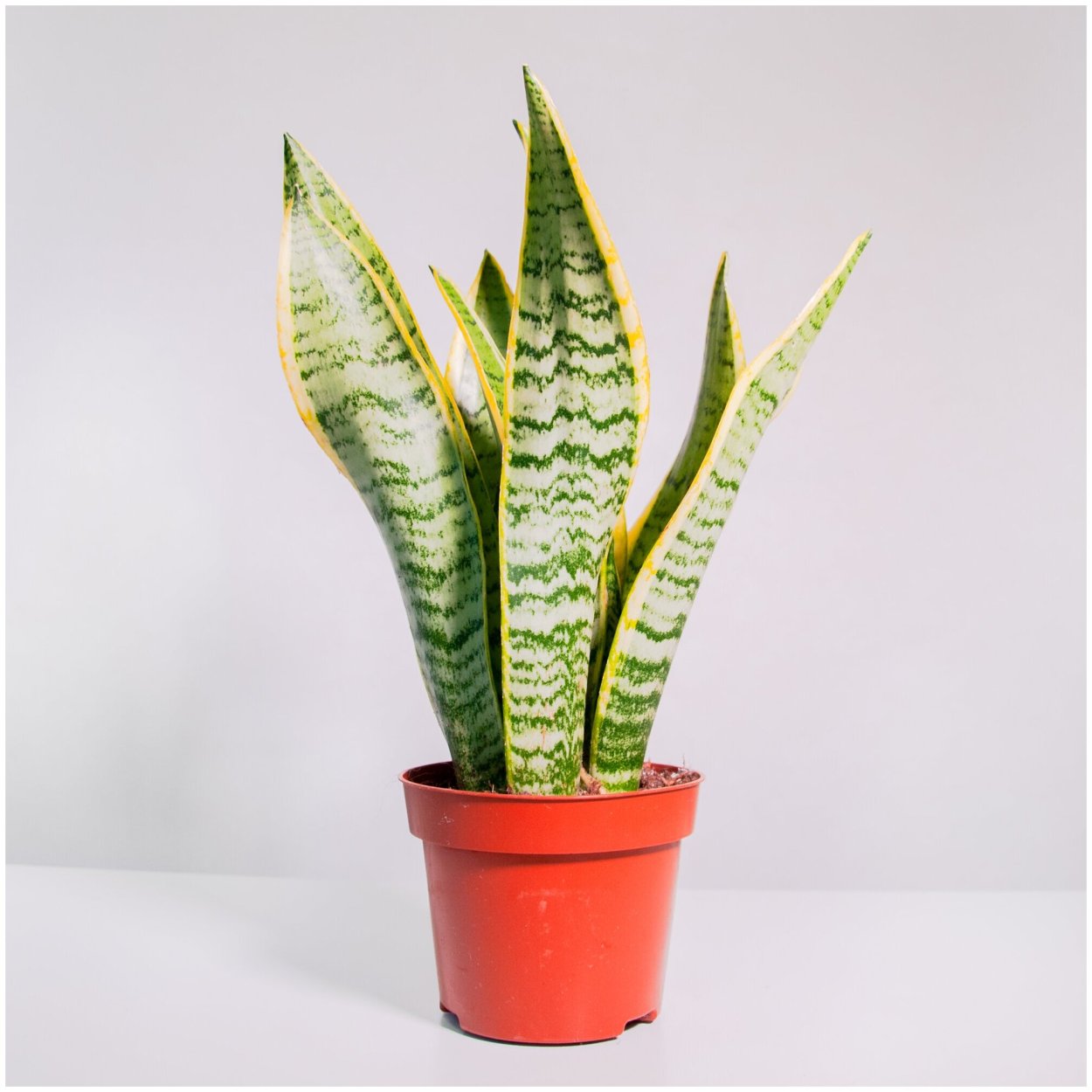 Сансевиерия каменный цветок