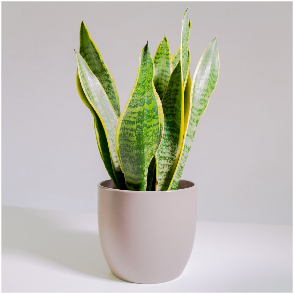 Сансевиерия (trifasciata)