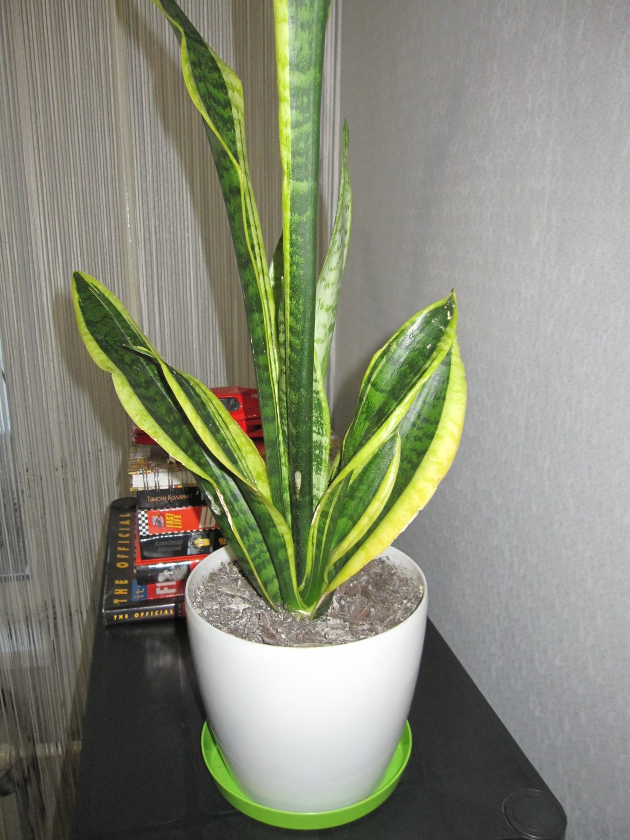 Блэк коралл Сансевиерия