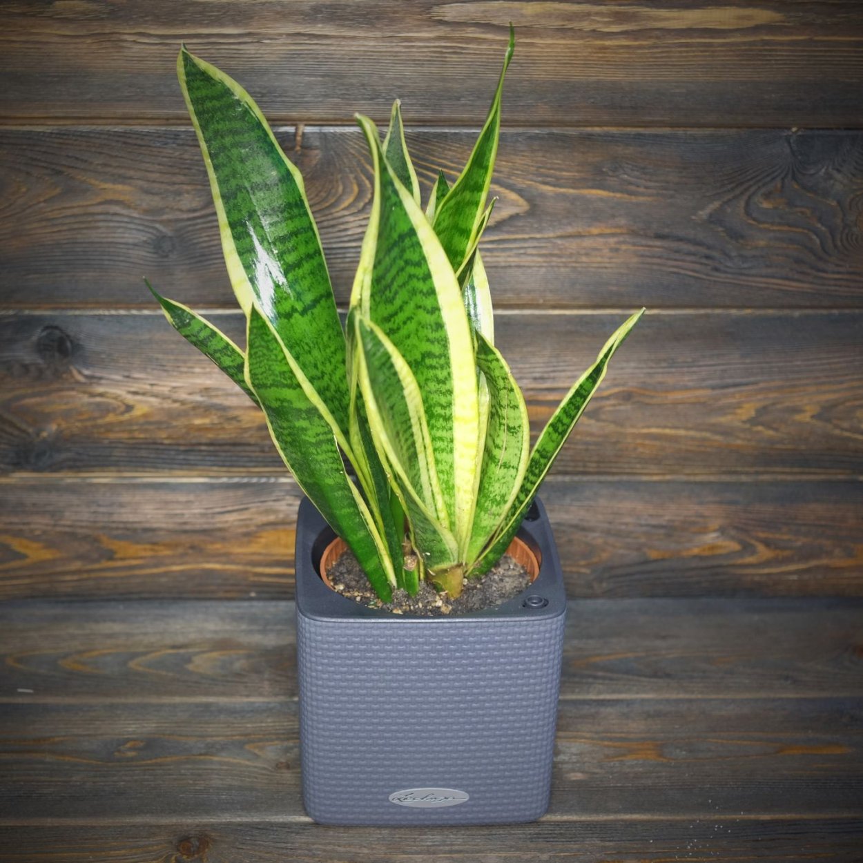 Сансевиерия трехполосная Лауренти