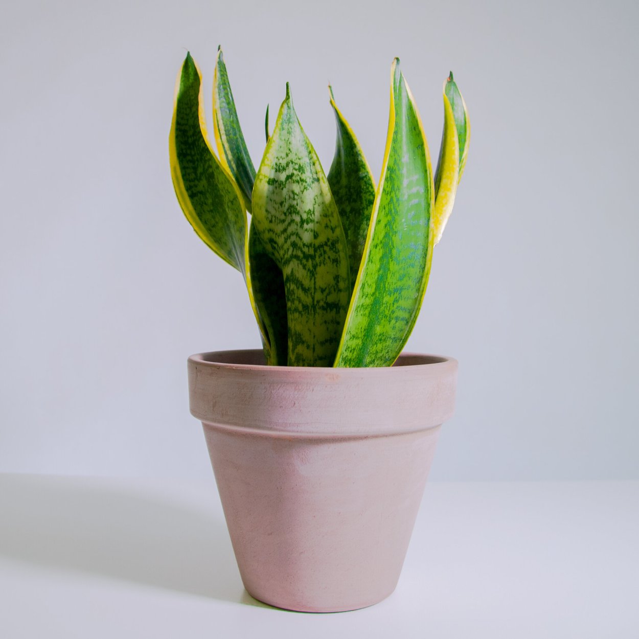 Сансевиерия очищает воздух