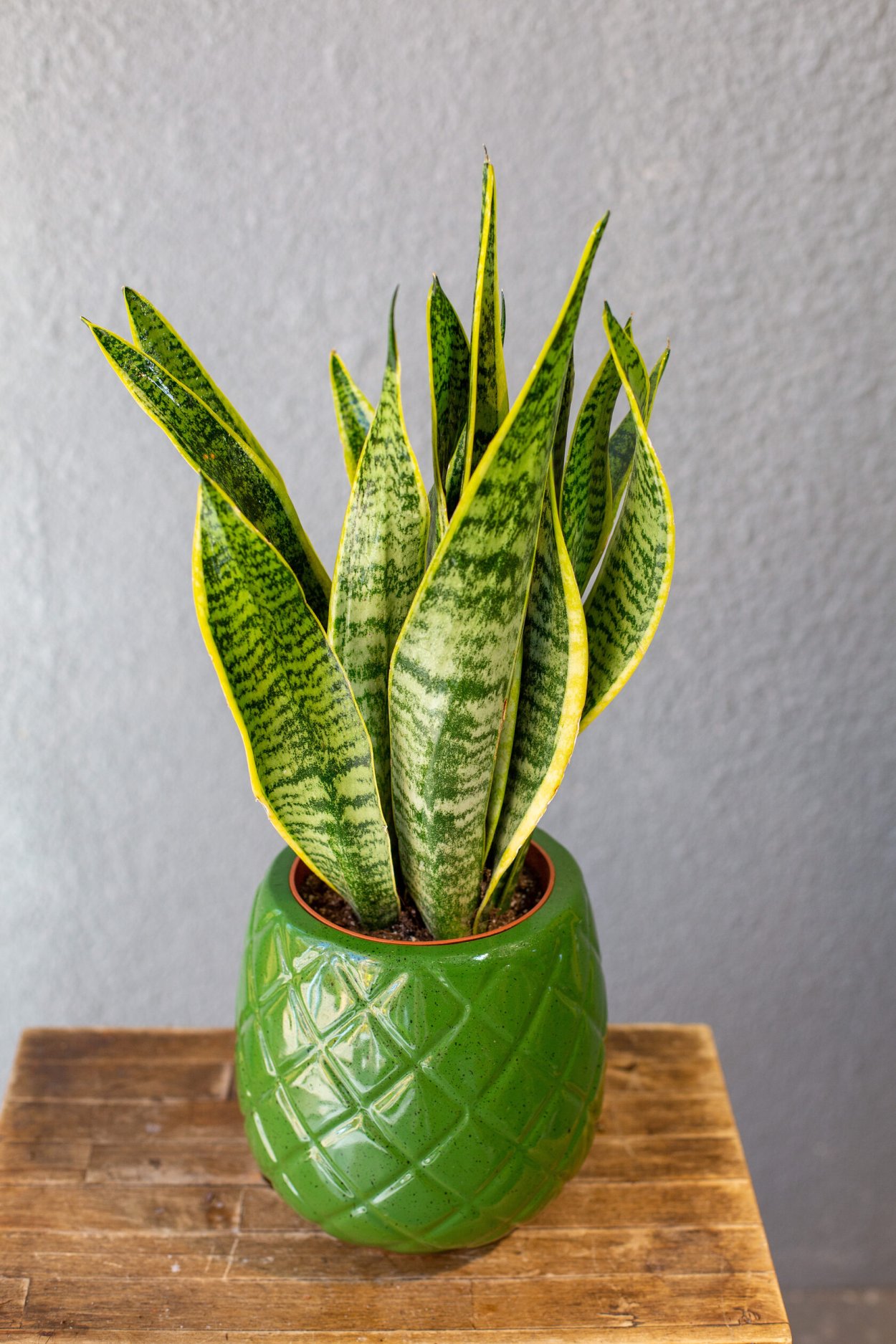 Сансевиерия трехполосная Лауренти