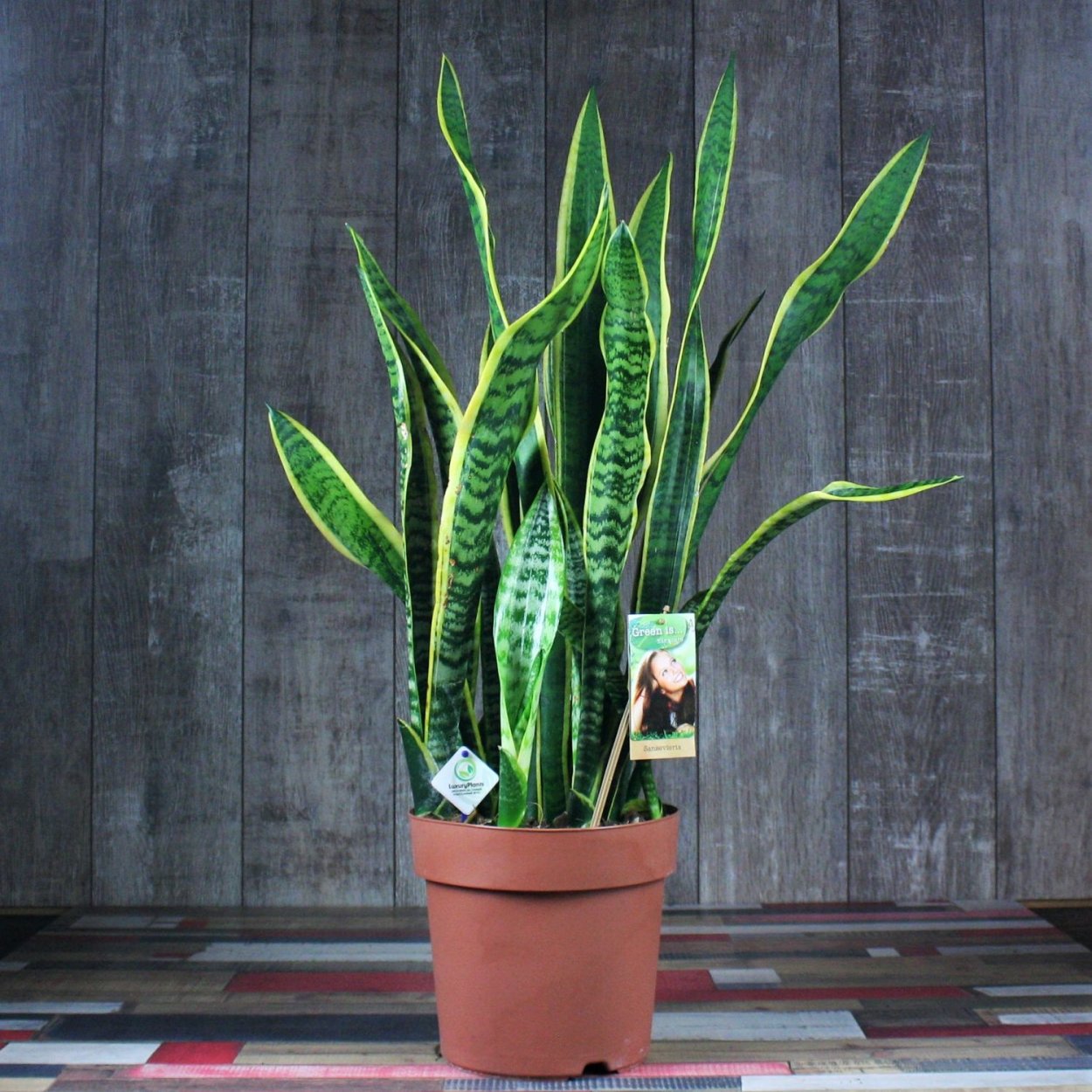 Сансевиерия Лауренти Сильвер