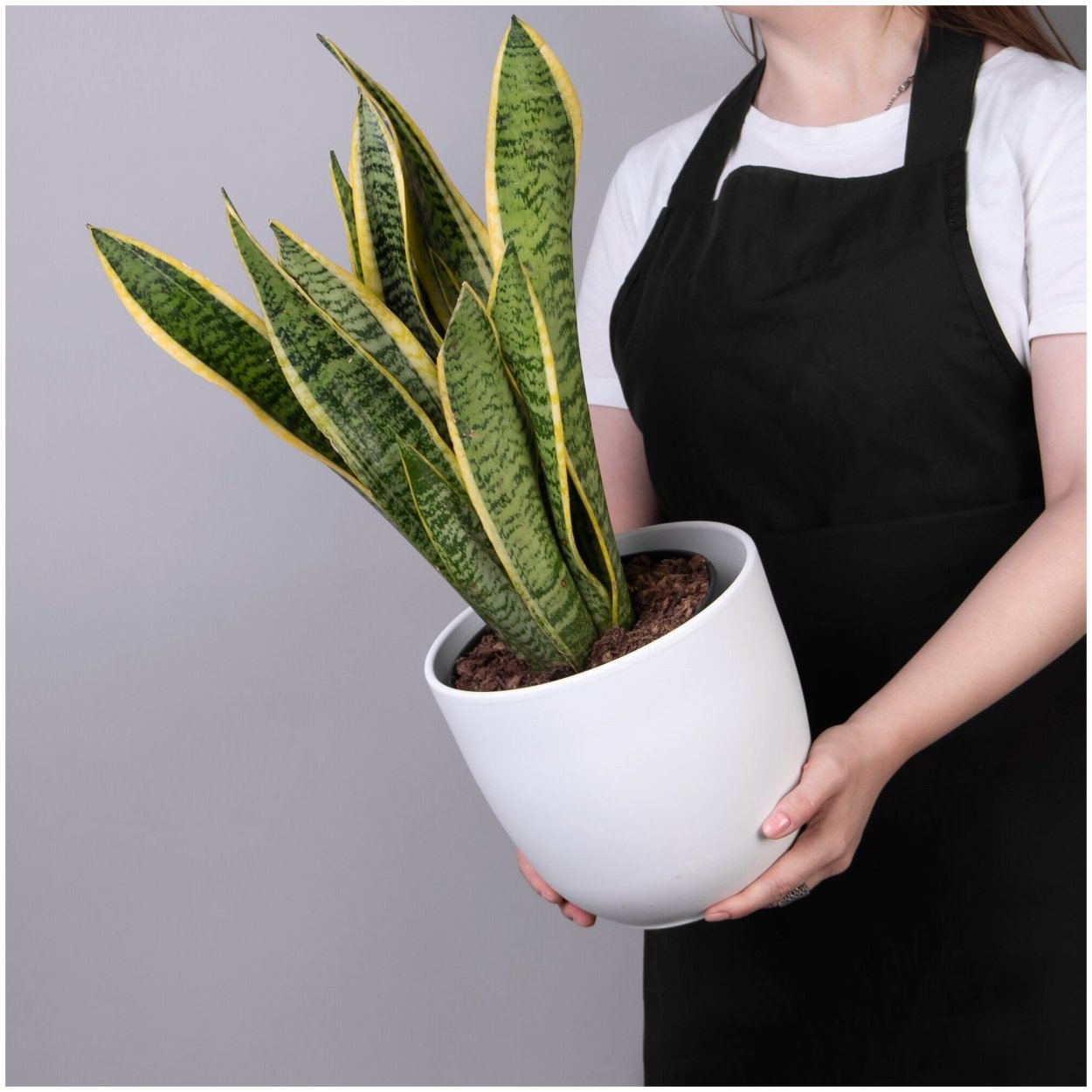 Сансевиерия грей страйп