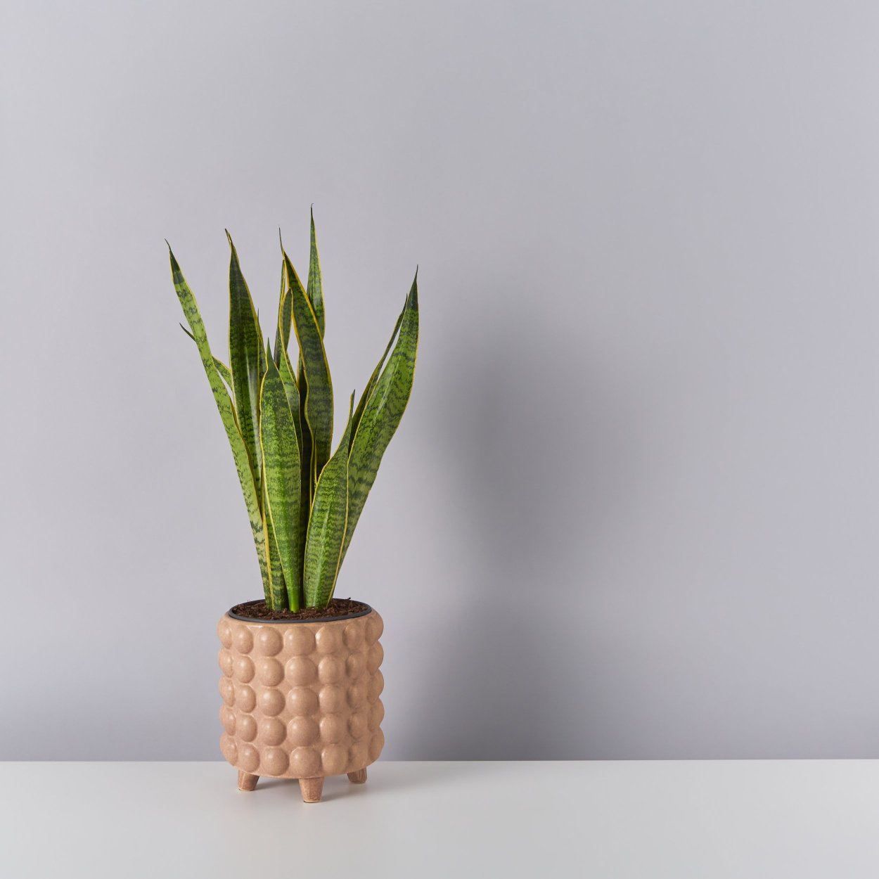 Сансевиерия Лаврентия