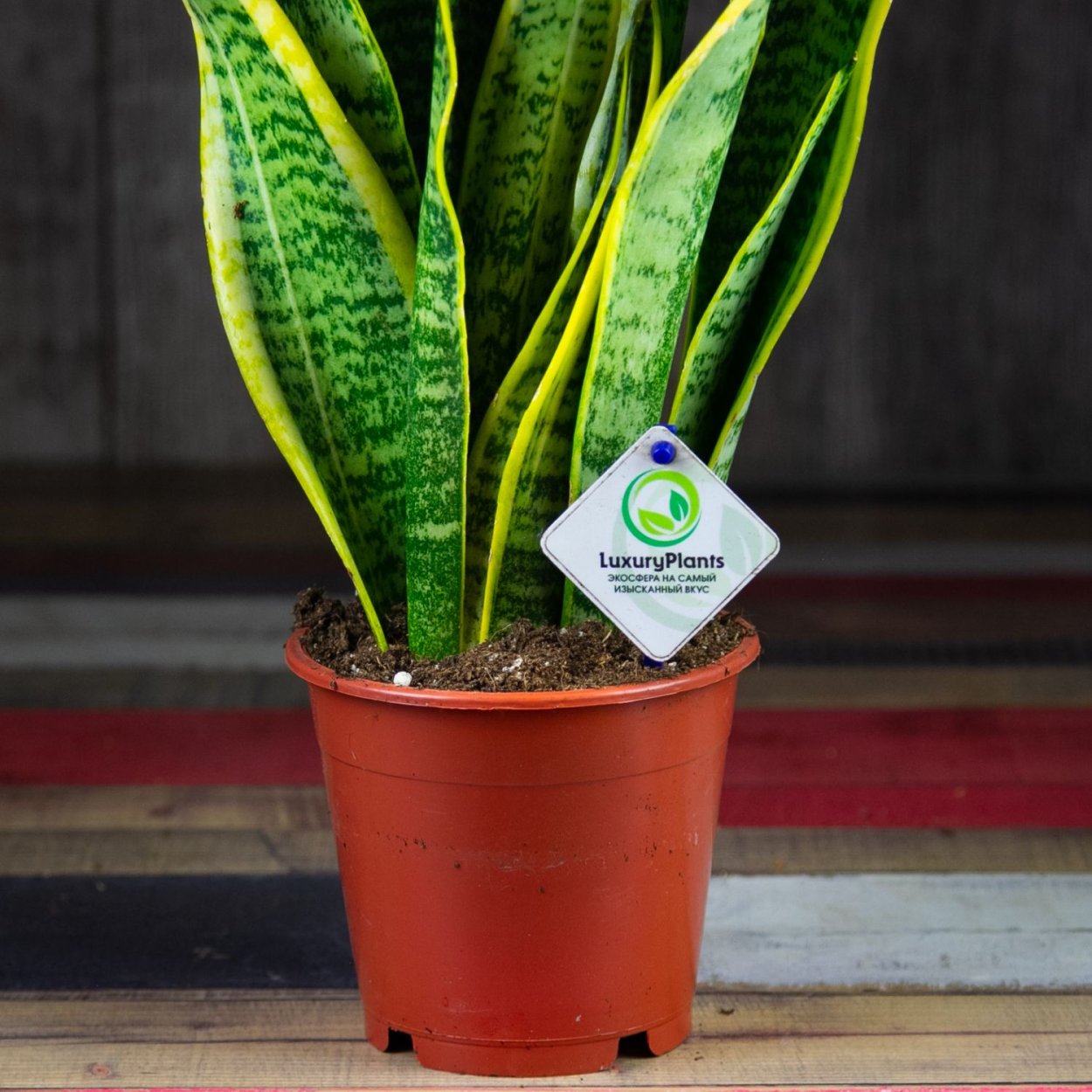 Сансевиерия трехполосная Лауренти