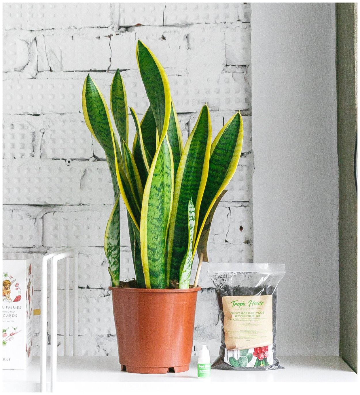 Сансевиерия Лаврентия