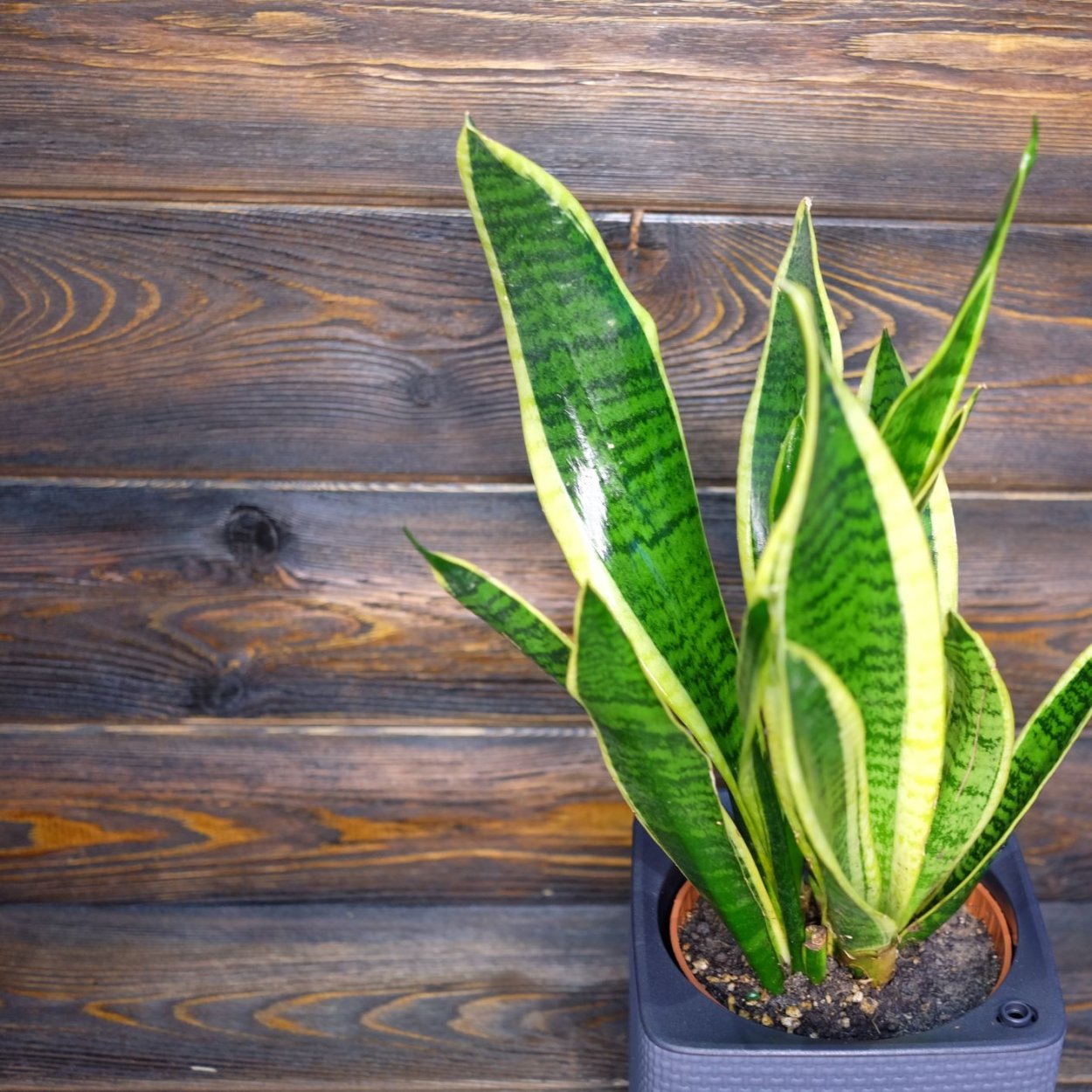 Сансевиерия Лауренти Футура