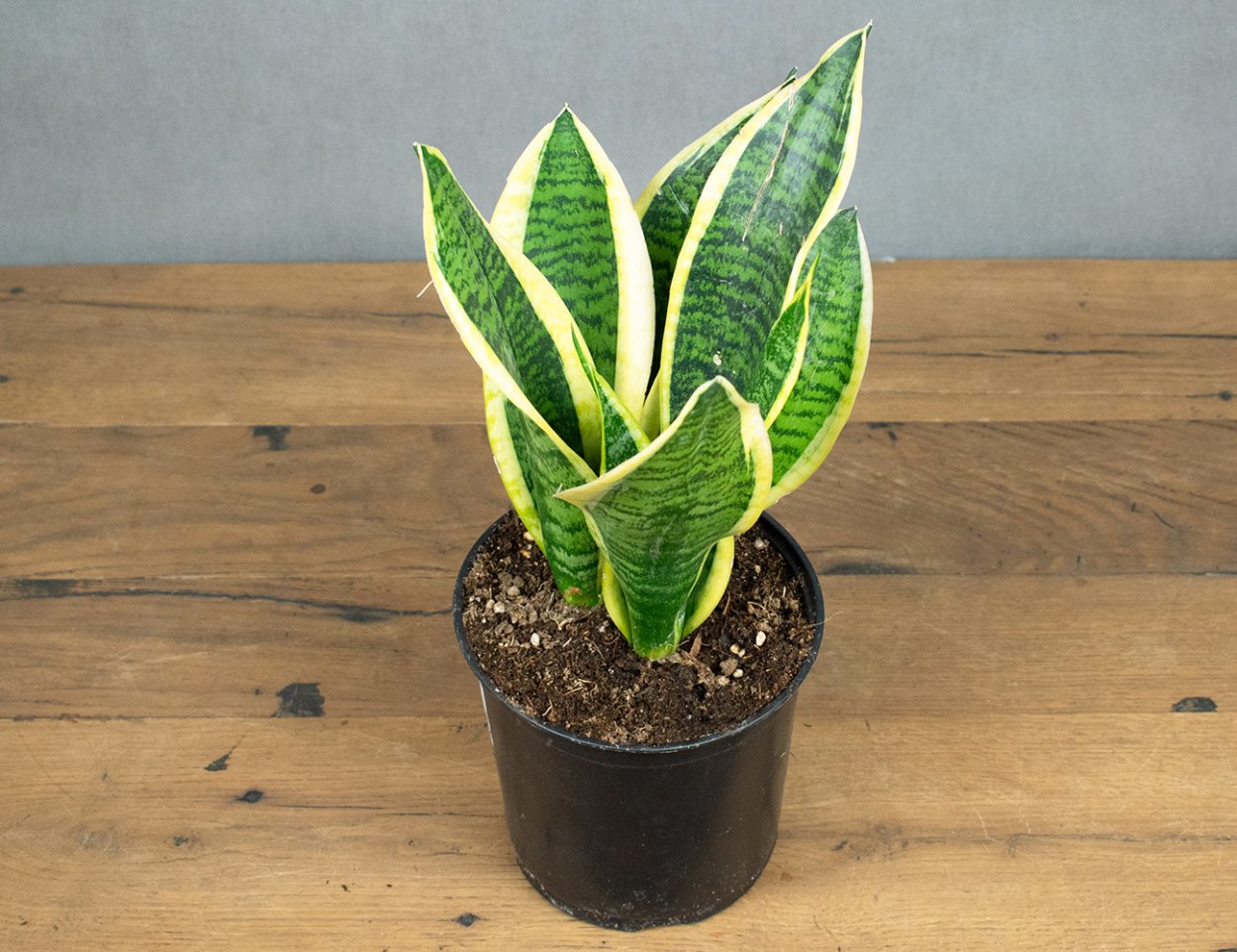 Сансевиерия Лауренти d12