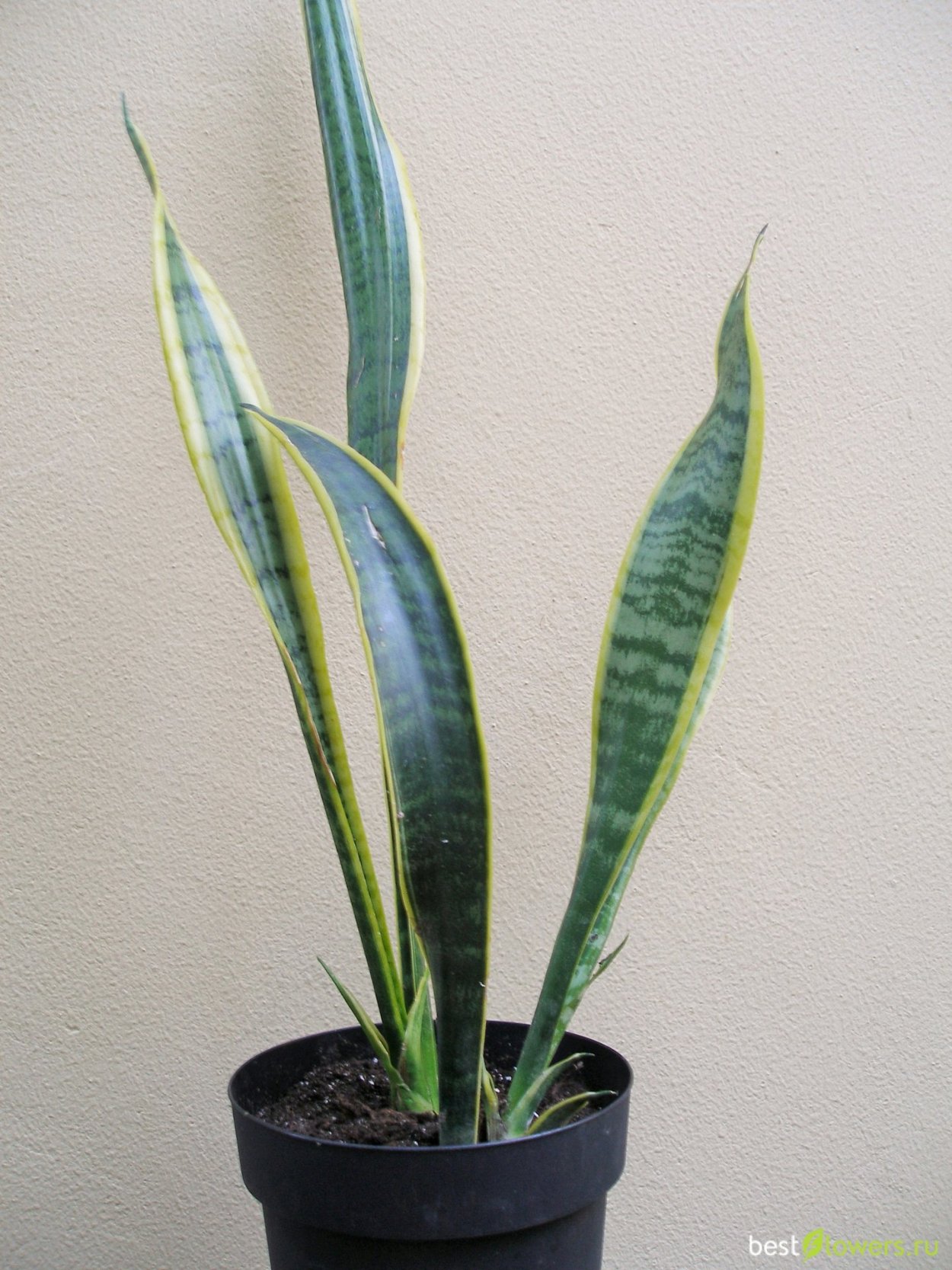 Сансевиерия trifasciata(trifasciata)