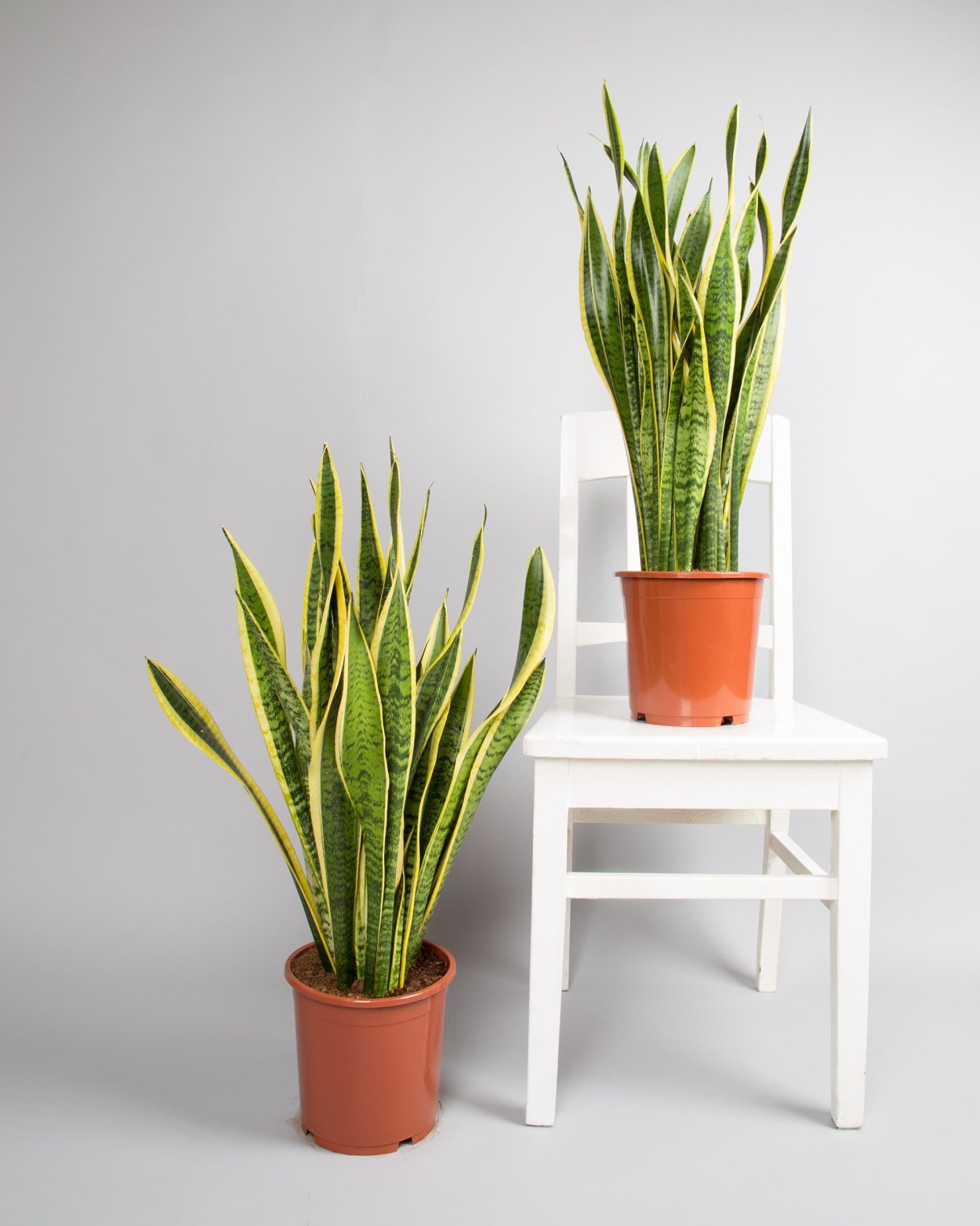 Сансевиерия Лауренти купить