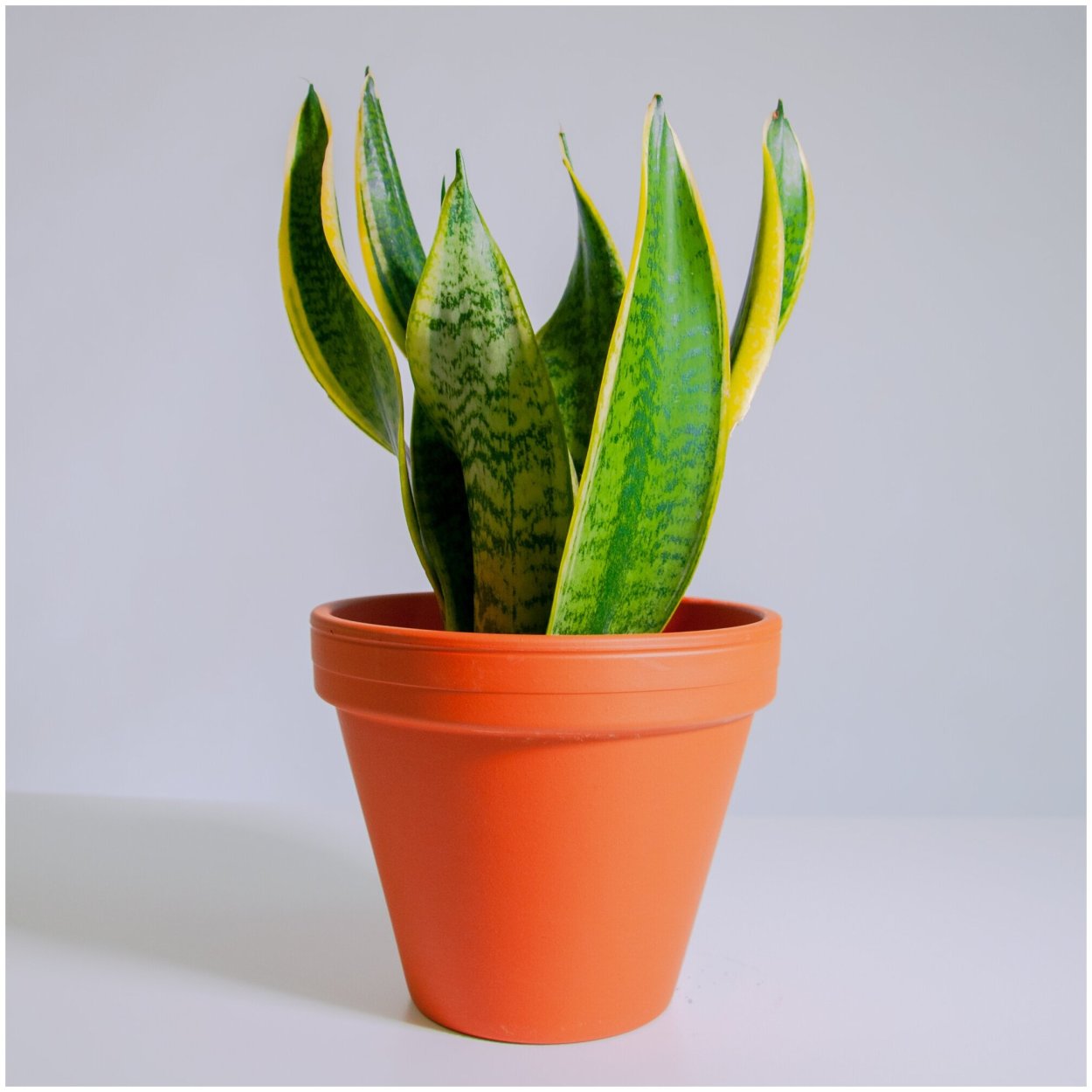 Сансевиерия трехполосная Лауренти