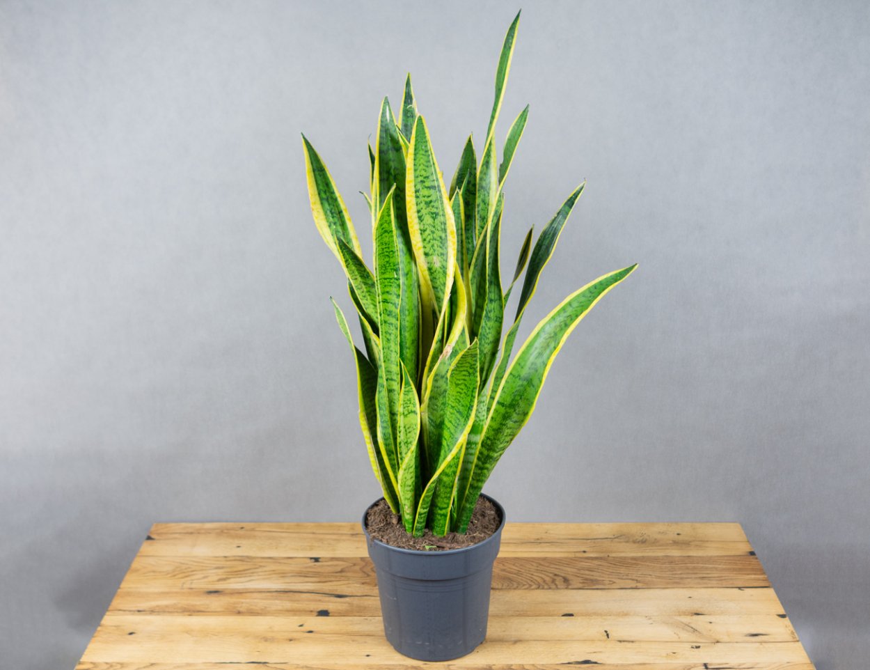 Сансевиерия Лауренти на белом фоне