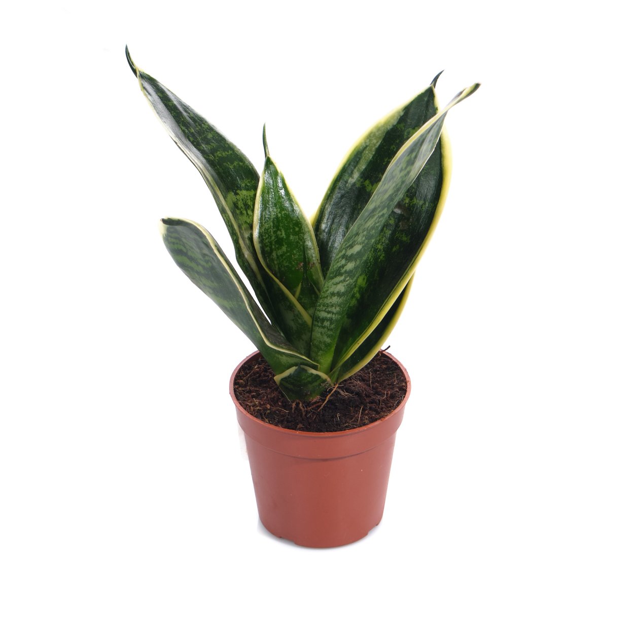 Сансевиерия Сильвер Пэррот